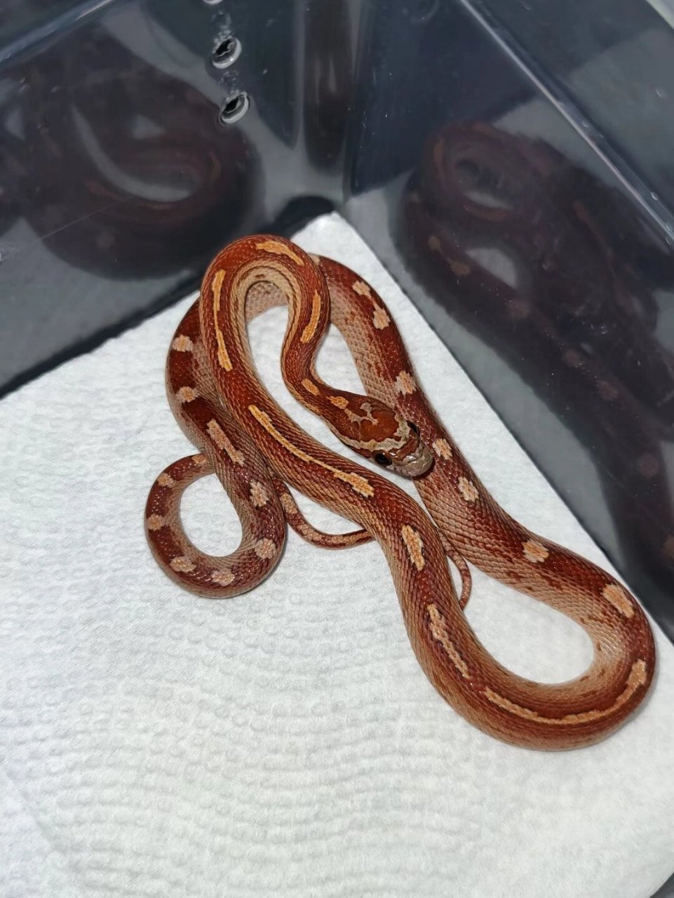 宠物玉米蛇350/1条随便挑随便选