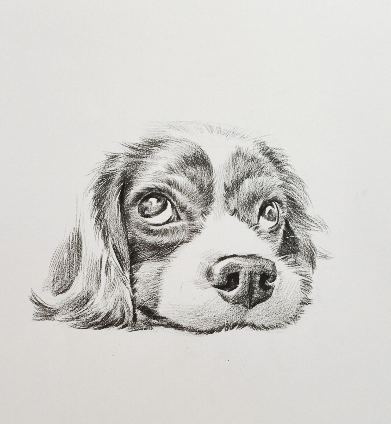 查理猎犬—素描绘画步骤