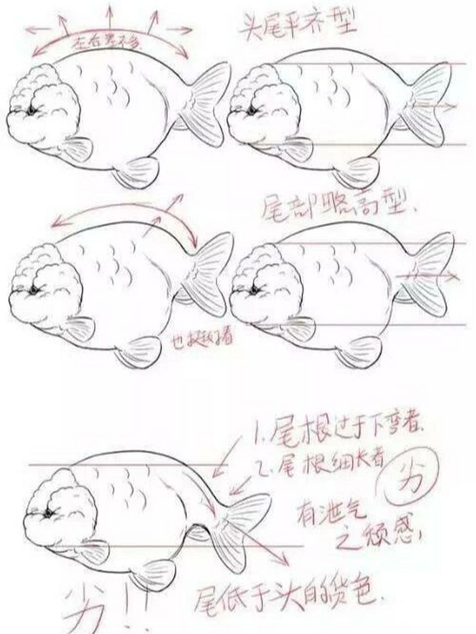 兰寿金鱼挑选的一些小建议,希望能帮到你 在传统蛋种金鱼中,俯视居多
