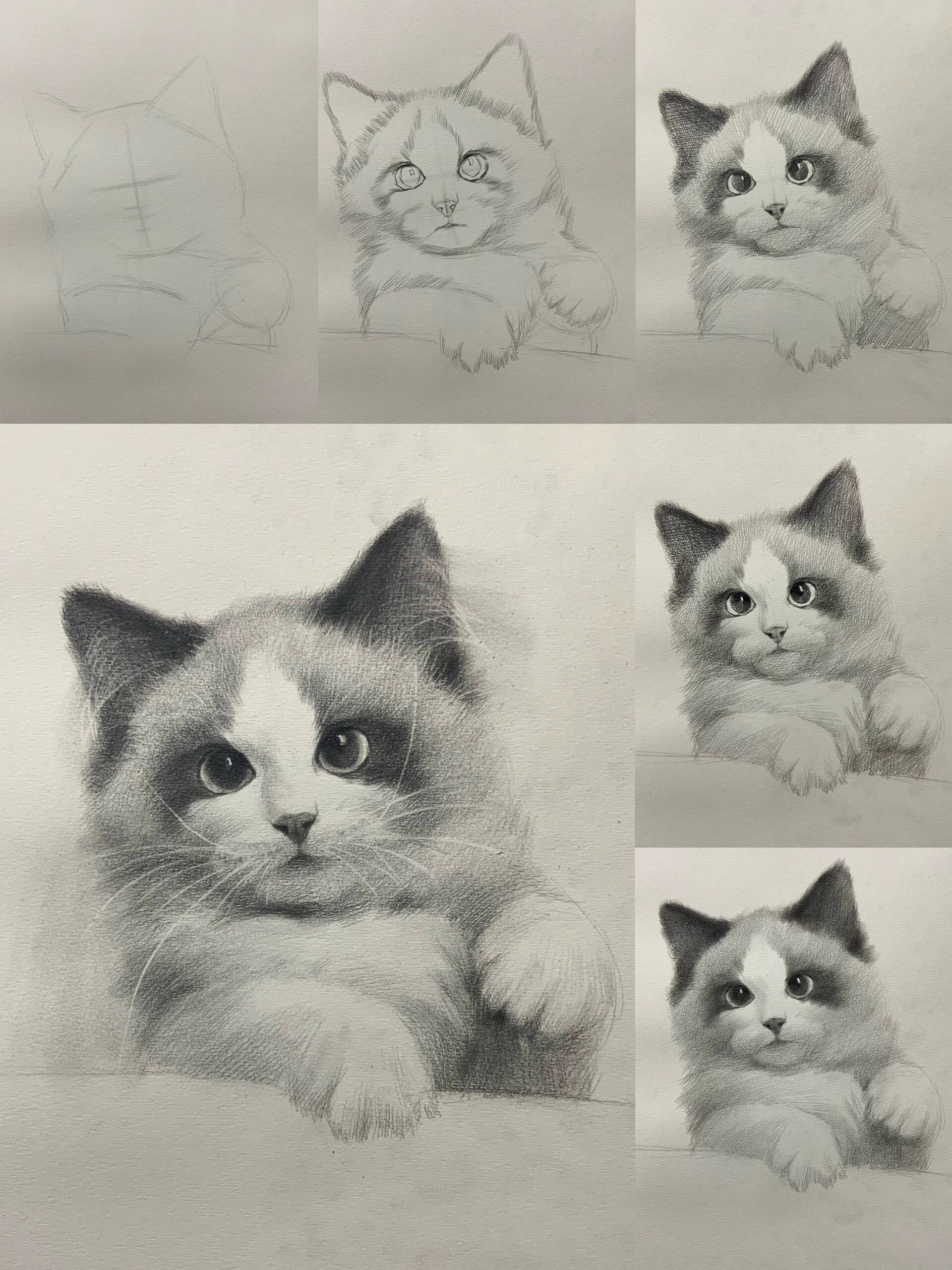 素描动物合集 详细绘画步骤图文