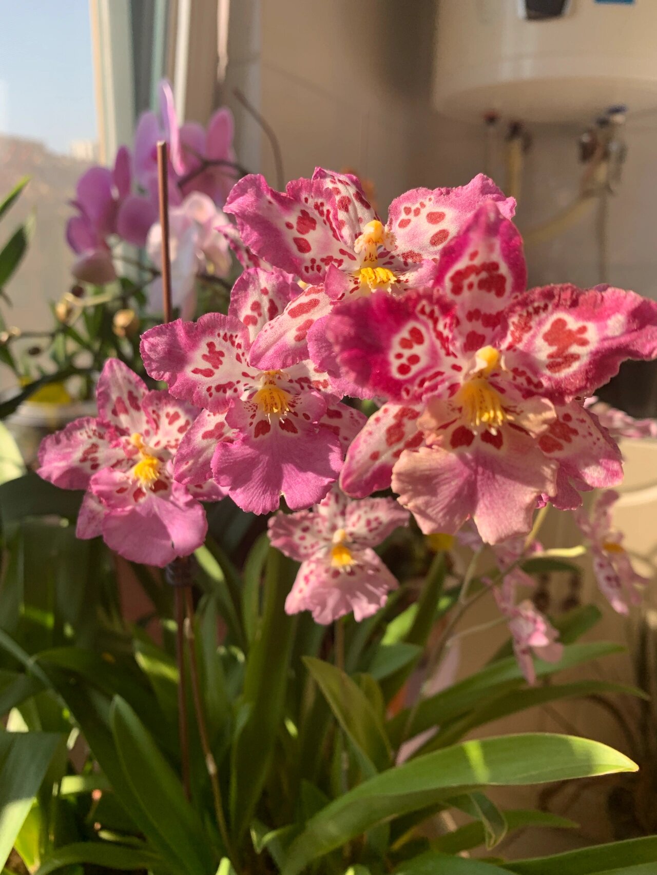 粉色豹斑宝石文心兰 这么优秀的花花一定要记录一下  我都不记得它开