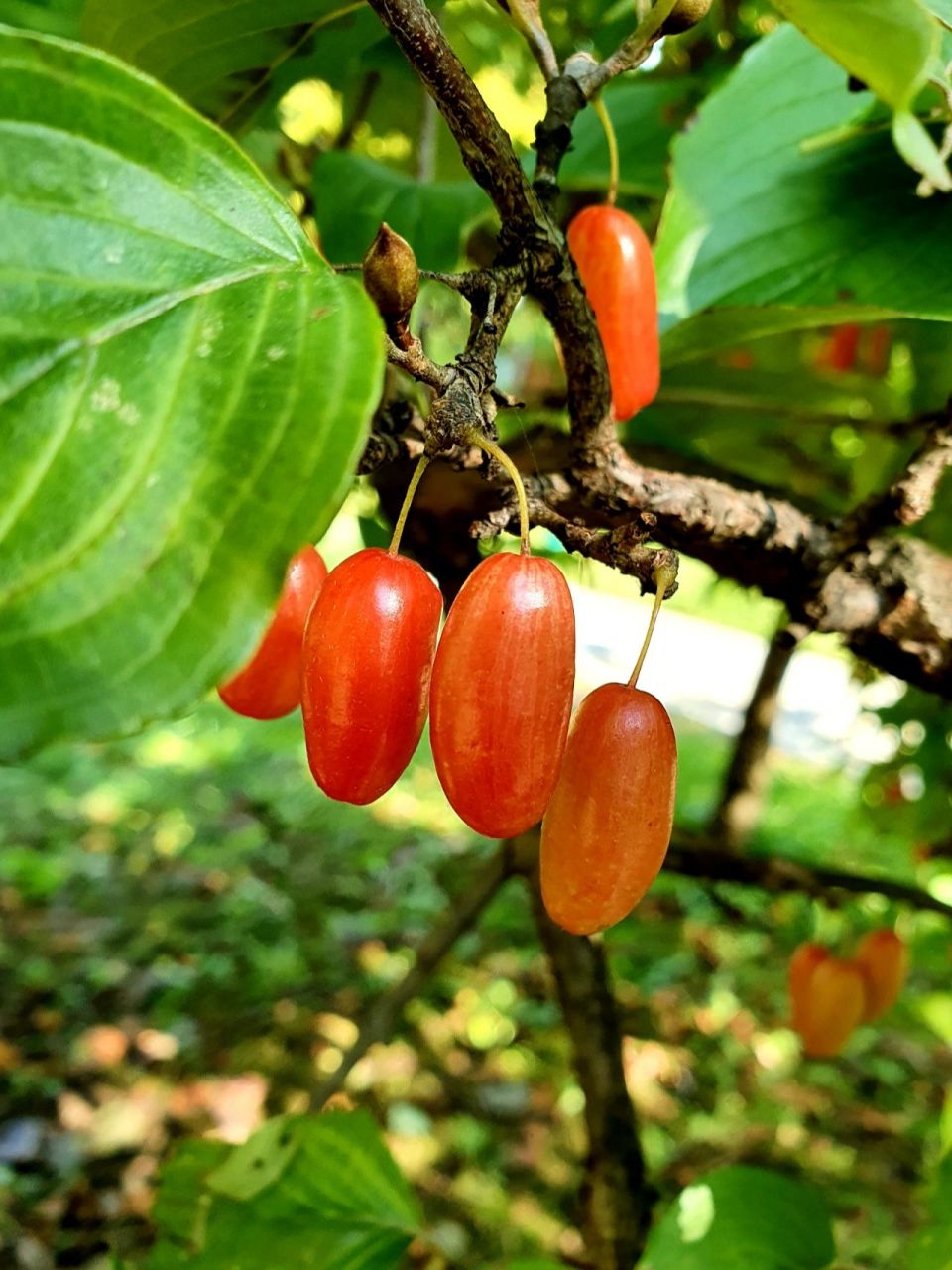山茱萸红艳艳的果实很是诱人 红艳艳的果实很是诱人