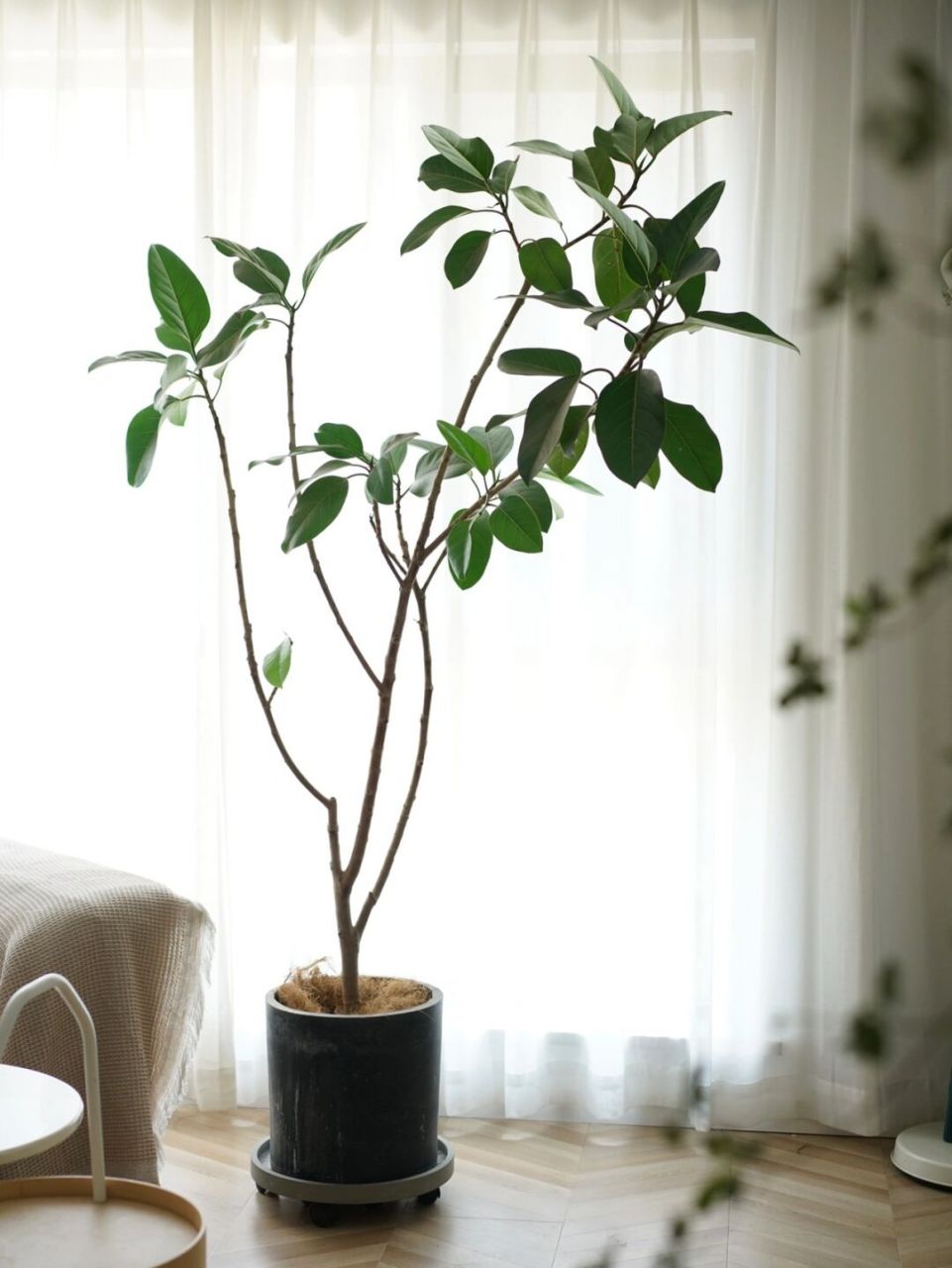 up up up —— 00孟加拉榕:桑科植物 引种时间1985.1.10