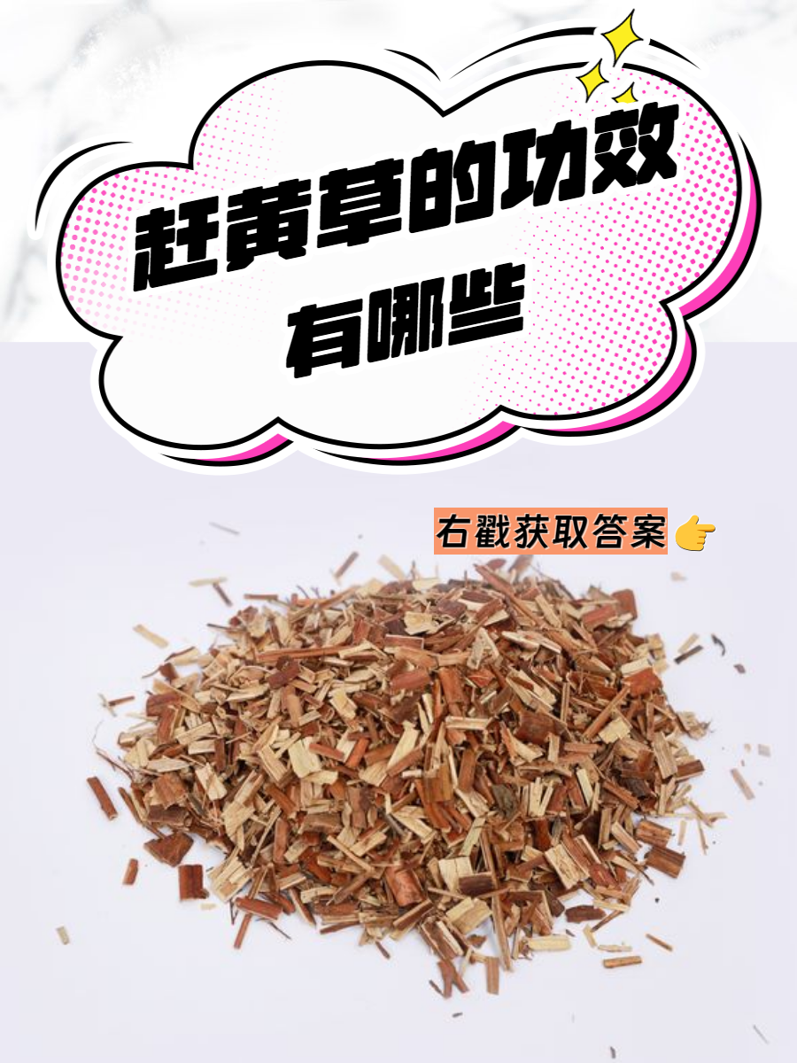 扯根菜的功效与作用图片