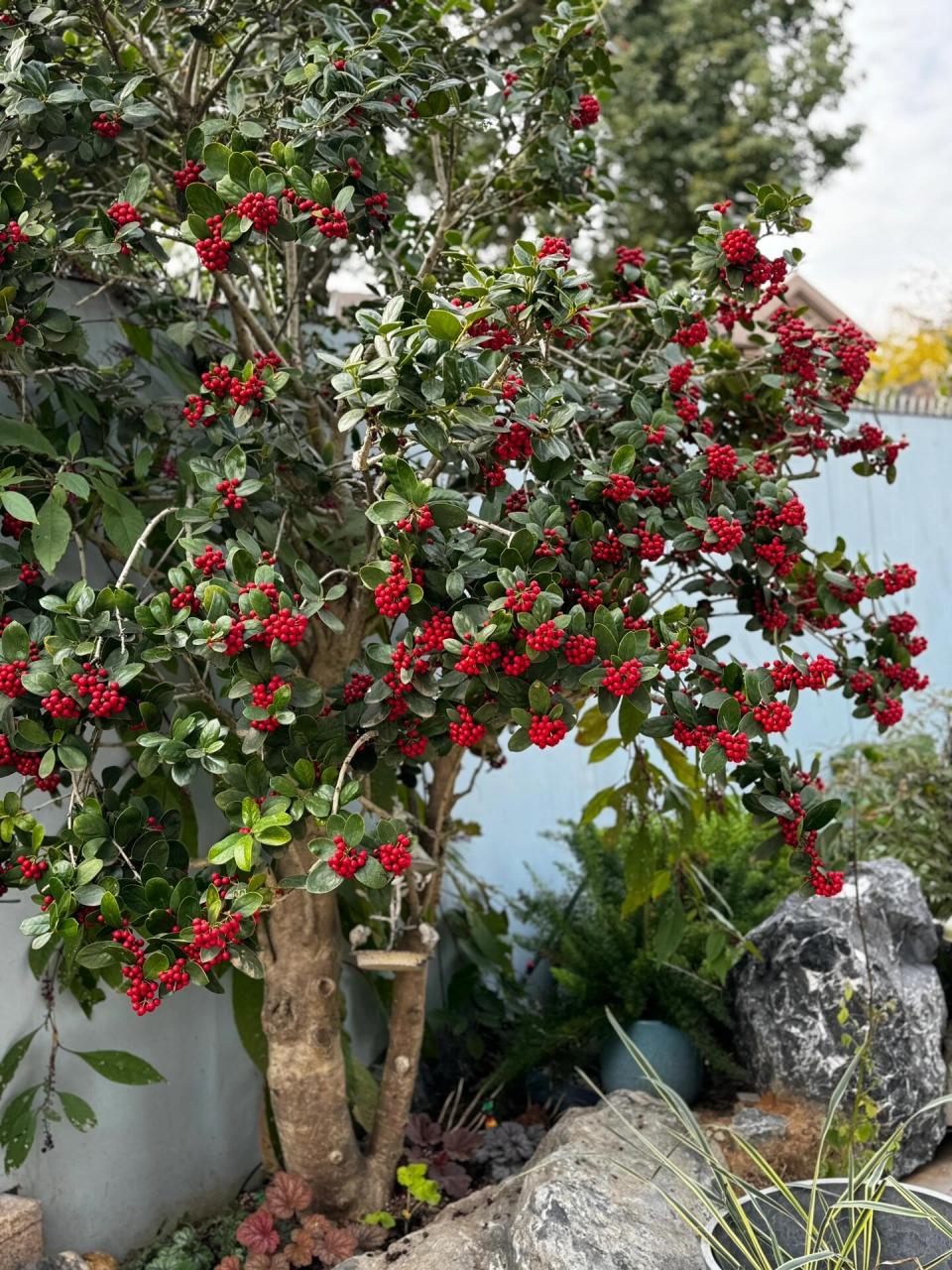 枸骨冬青颜值不输北美冬青 春天开花香满园 秋冬红果挂满树