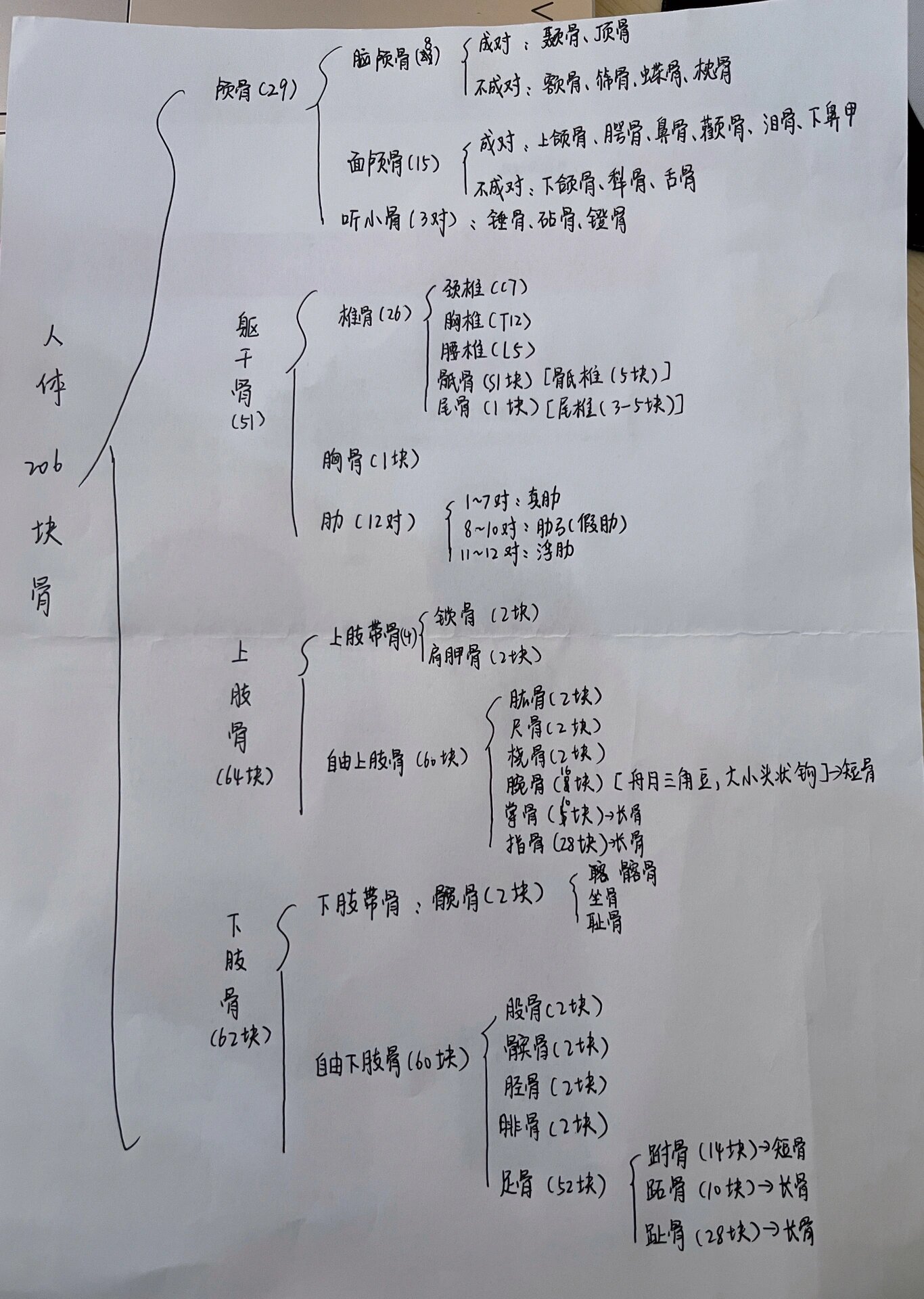 人体的206块骨 手写思维导图@万能小鸽的动态