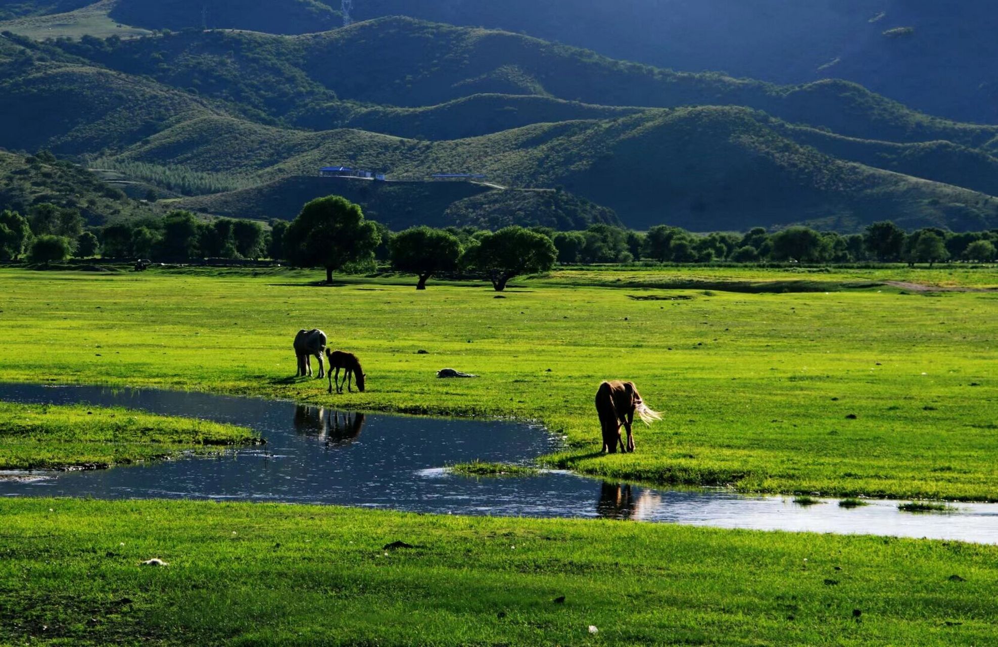 大草原 风吹草低见牛羊 我们美丽的内蒙古 我们辽阔的大草原 内蒙古