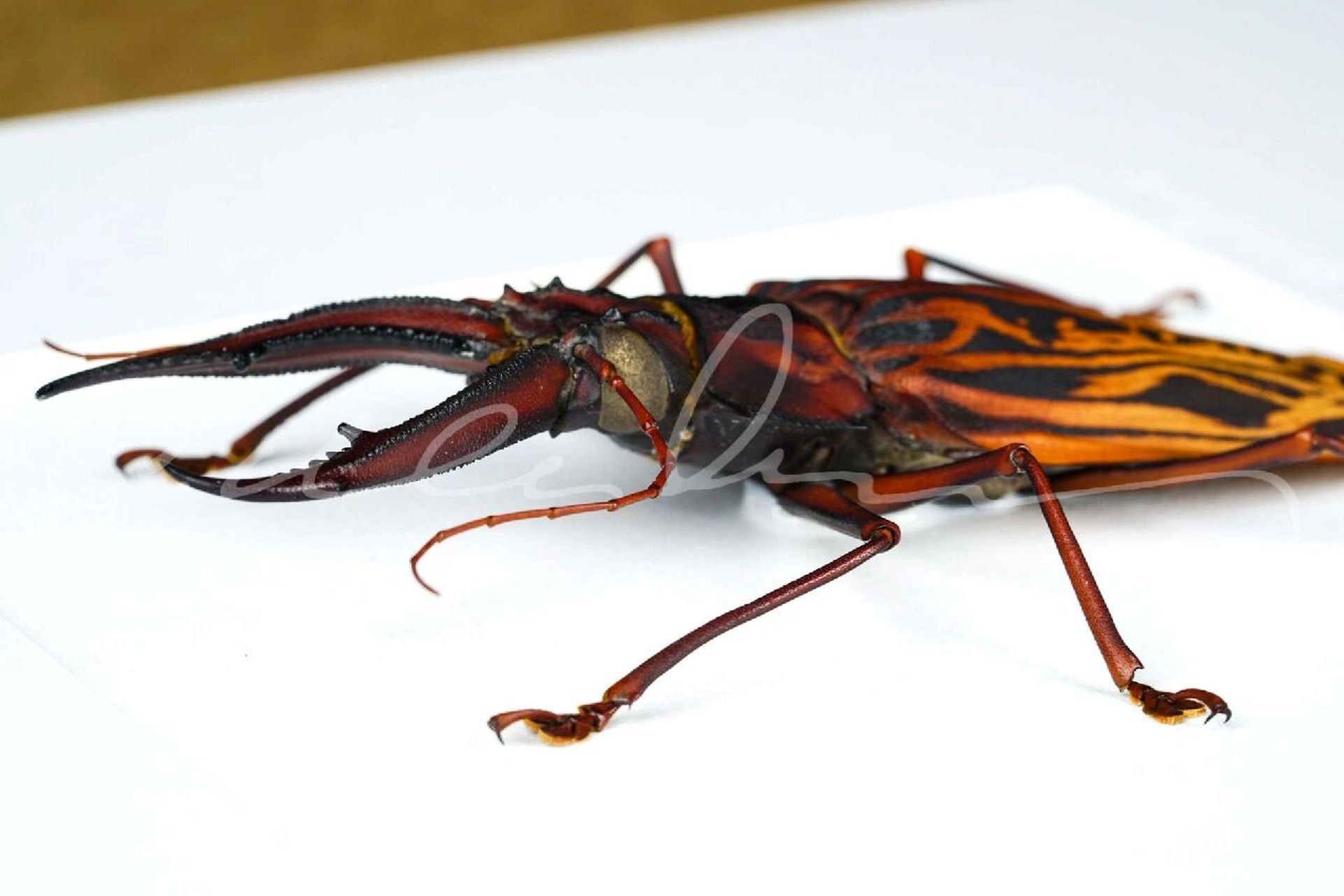 今天我们学点啥 #macrodontiacervicornis 67鹿角巨牙天牛外形独特