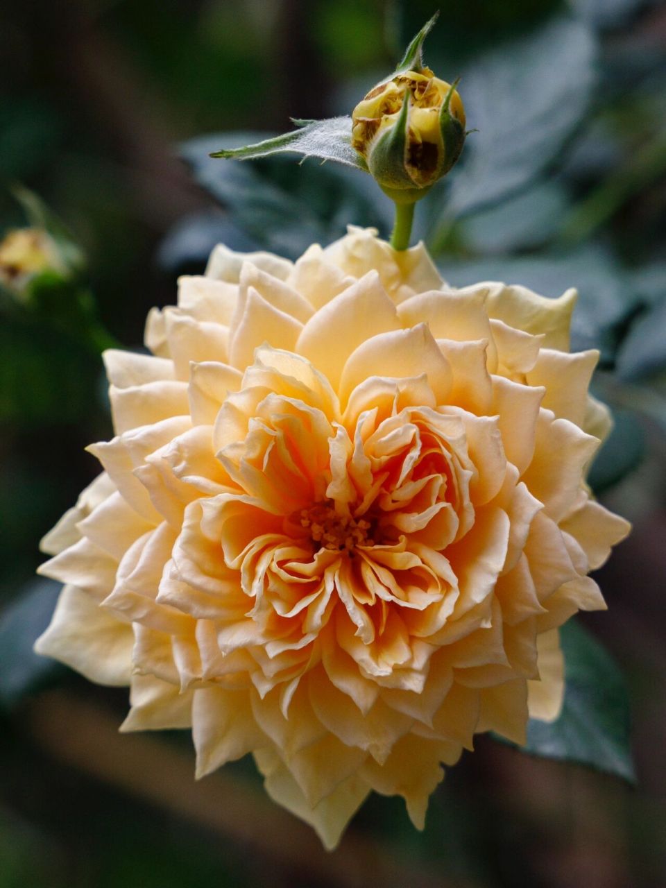 橙色月季|冬日里的暖色调,温暖的一见倾心 经常路过的一处小院,今天有