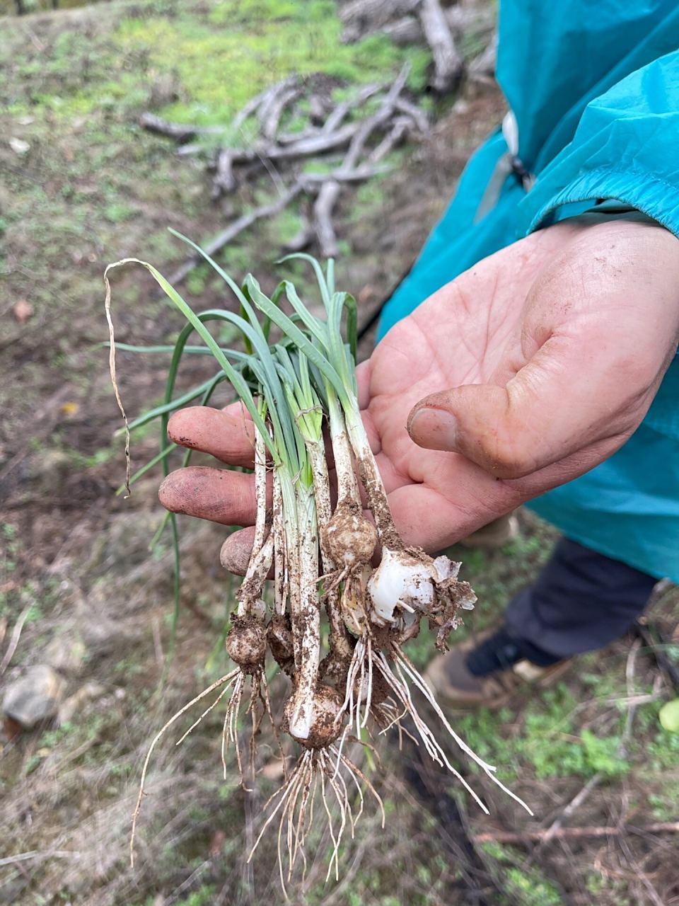 薤/小根蒜/野蒜/藠头/薤白 饮食即文化.
