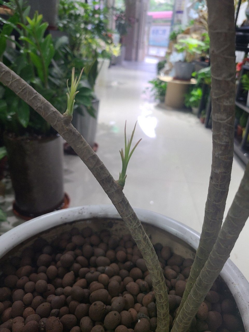 千年木,红边龙血树 多用于装饰公共空间.