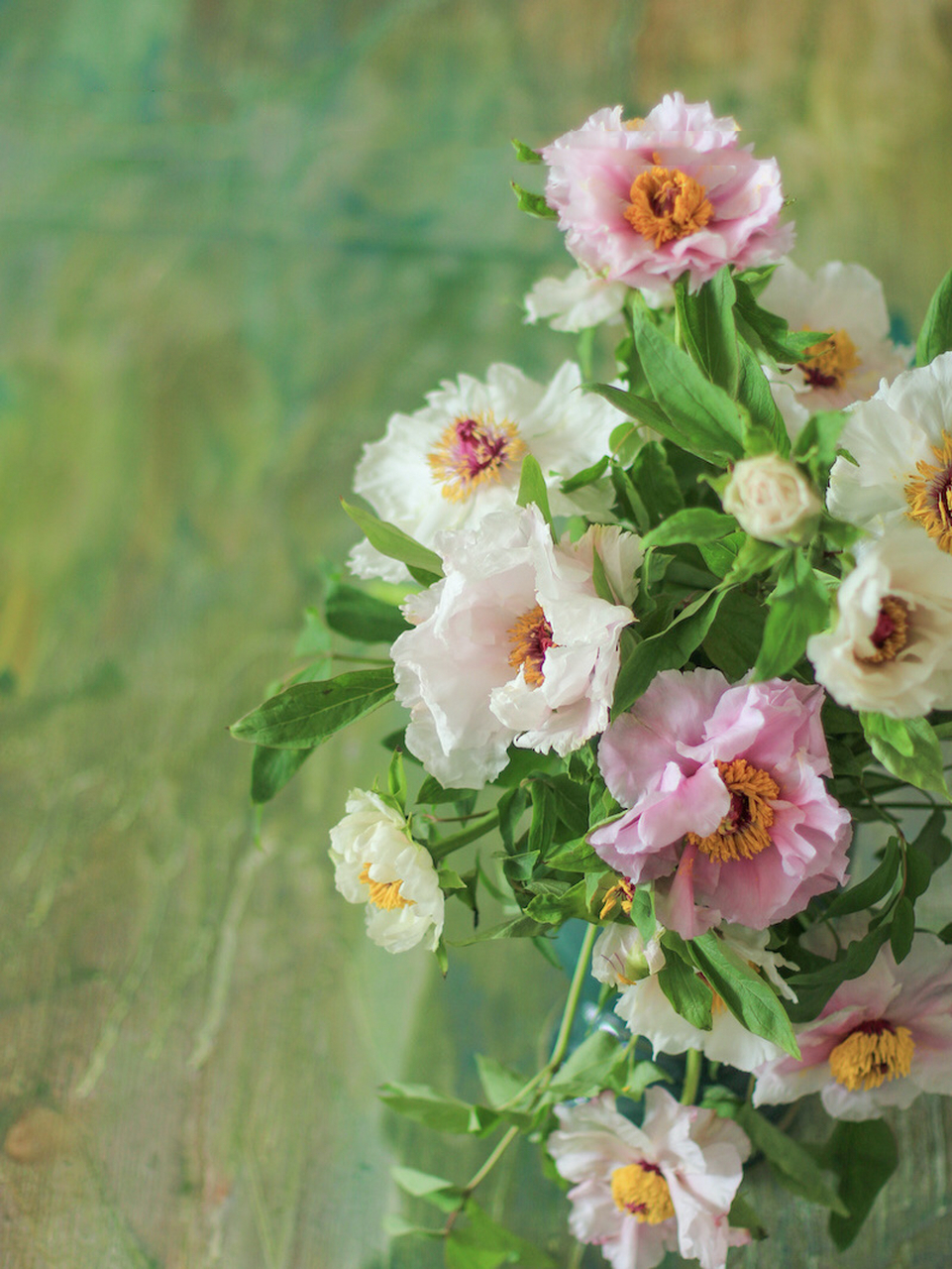 1 凤丹|油牡丹|油画牡丹 凤丹02paeonia 02ostii,单瓣型牡丹,花