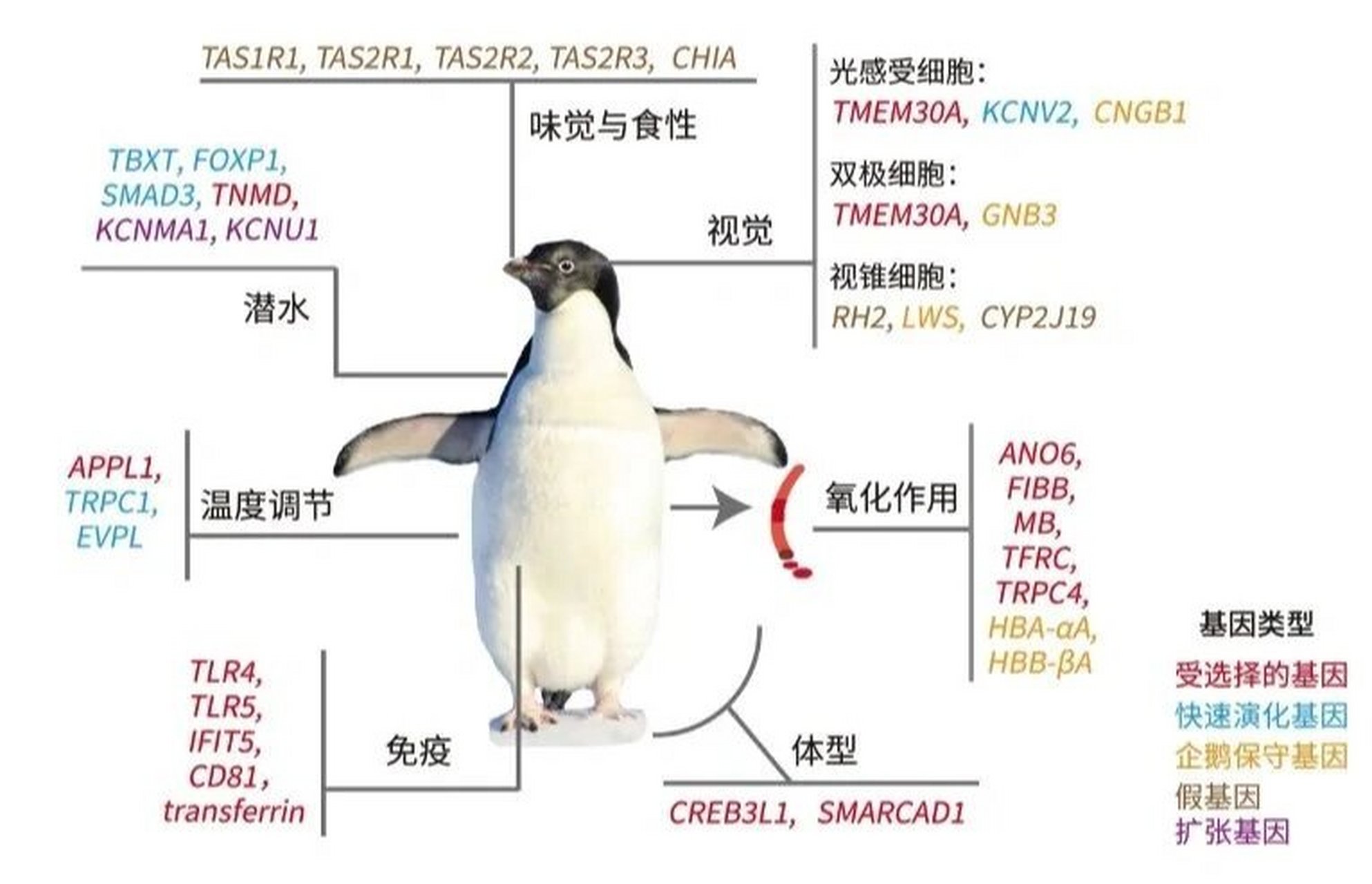 企鹅种类介绍与图片图片