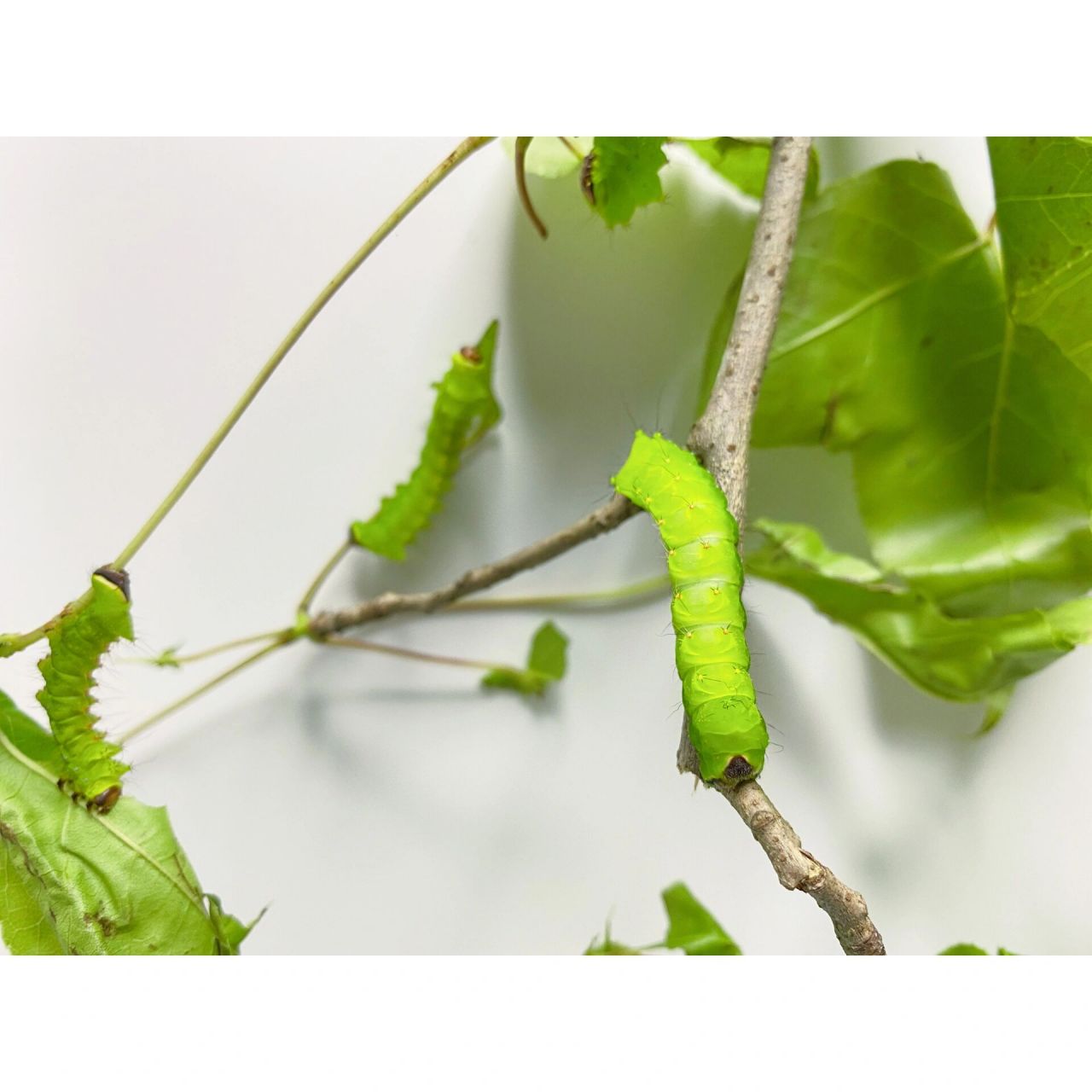 拟华尾大蚕蛾幼虫91 看见绿绿的带刺的虫子不要就认为是洋辣子,也有