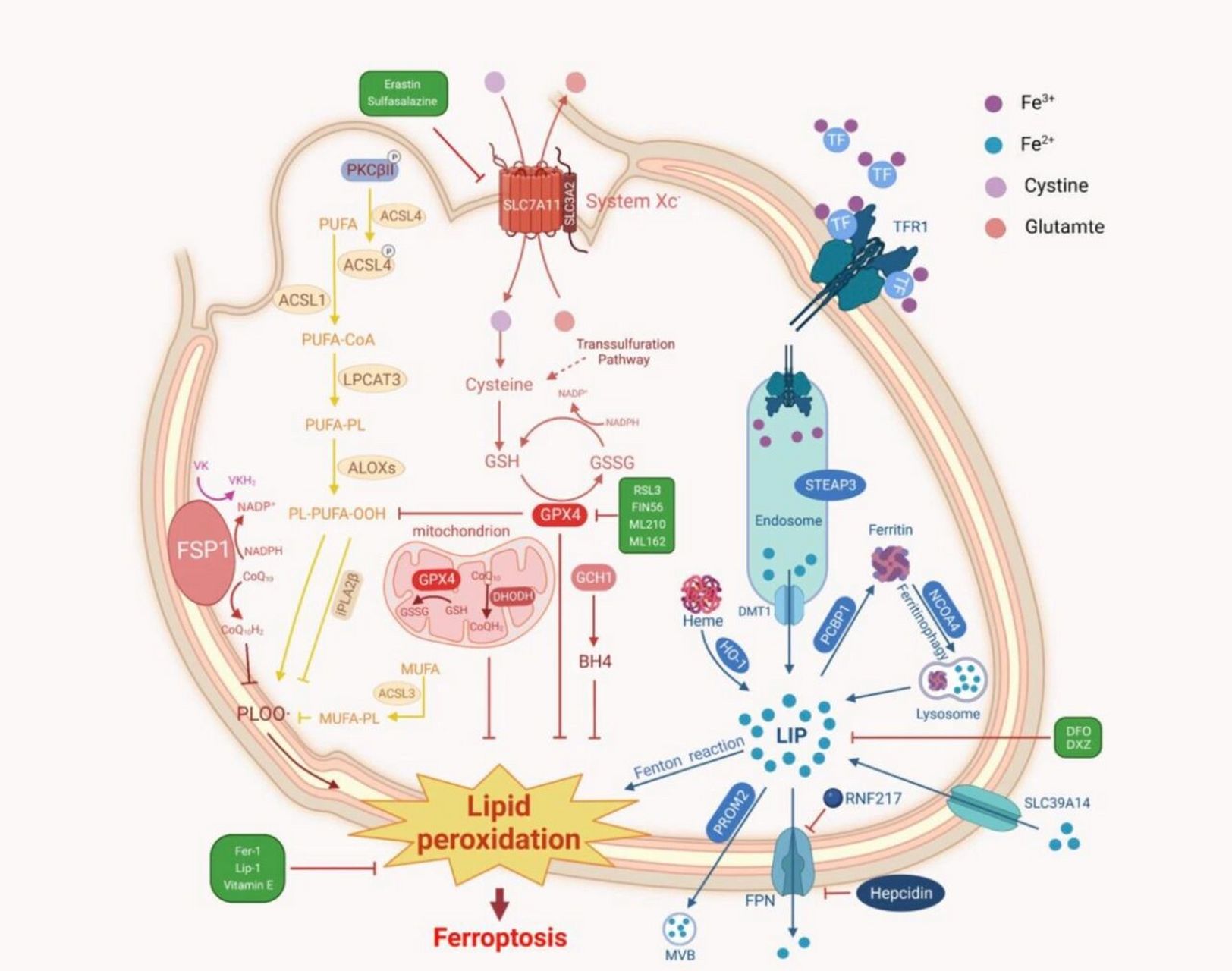 这张心脏02与铁死亡综述的信号图狠不错 刷到这