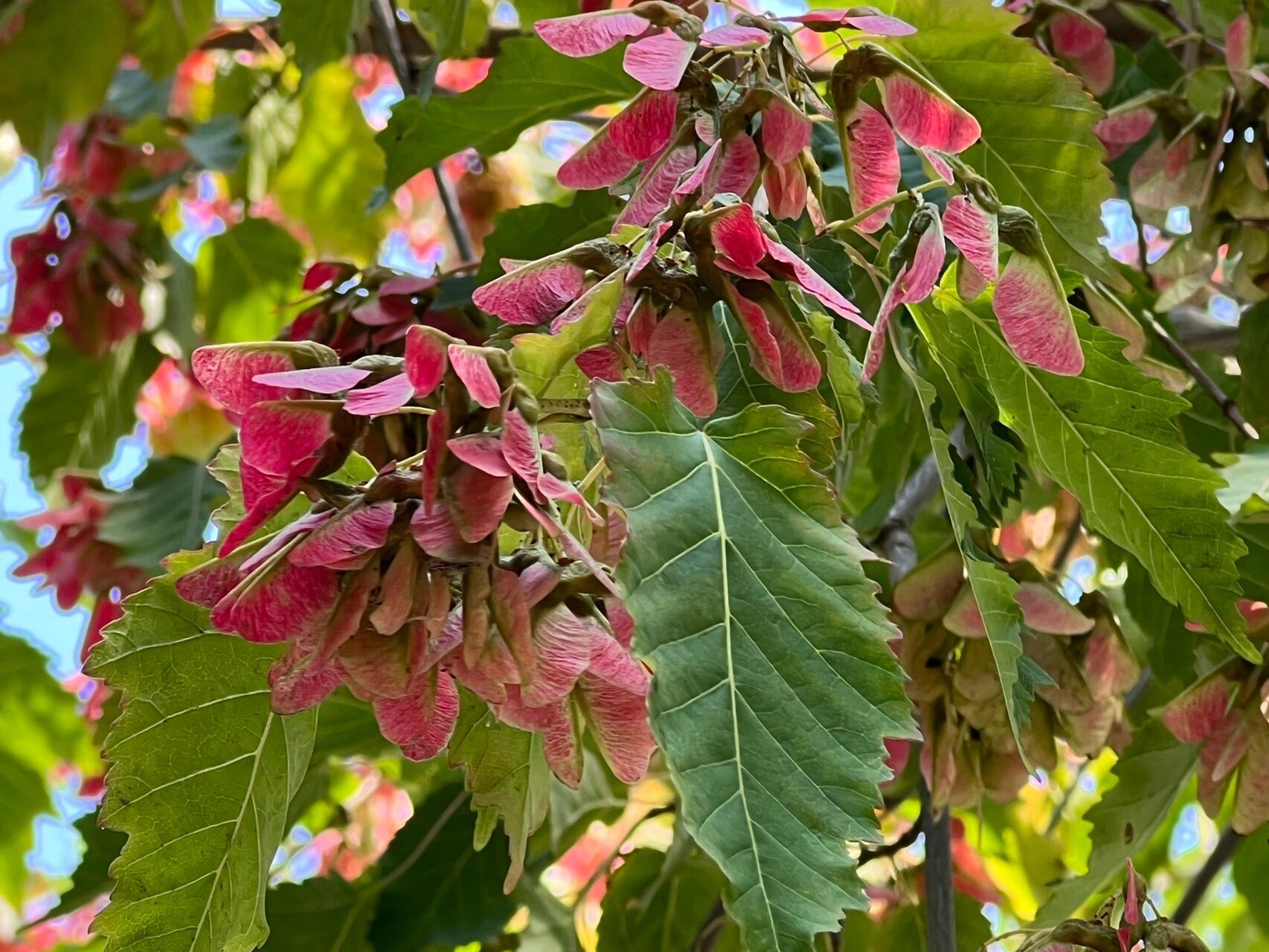 茶条槭～～茶条子 茶条槭,东北一般叫茶条子,常生