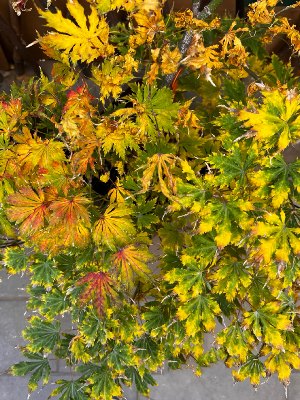 图4袖锦 图5乙女樱 图6祖母精灵 图7俄勒冈 图8流泉 图9金隐 没养枫树