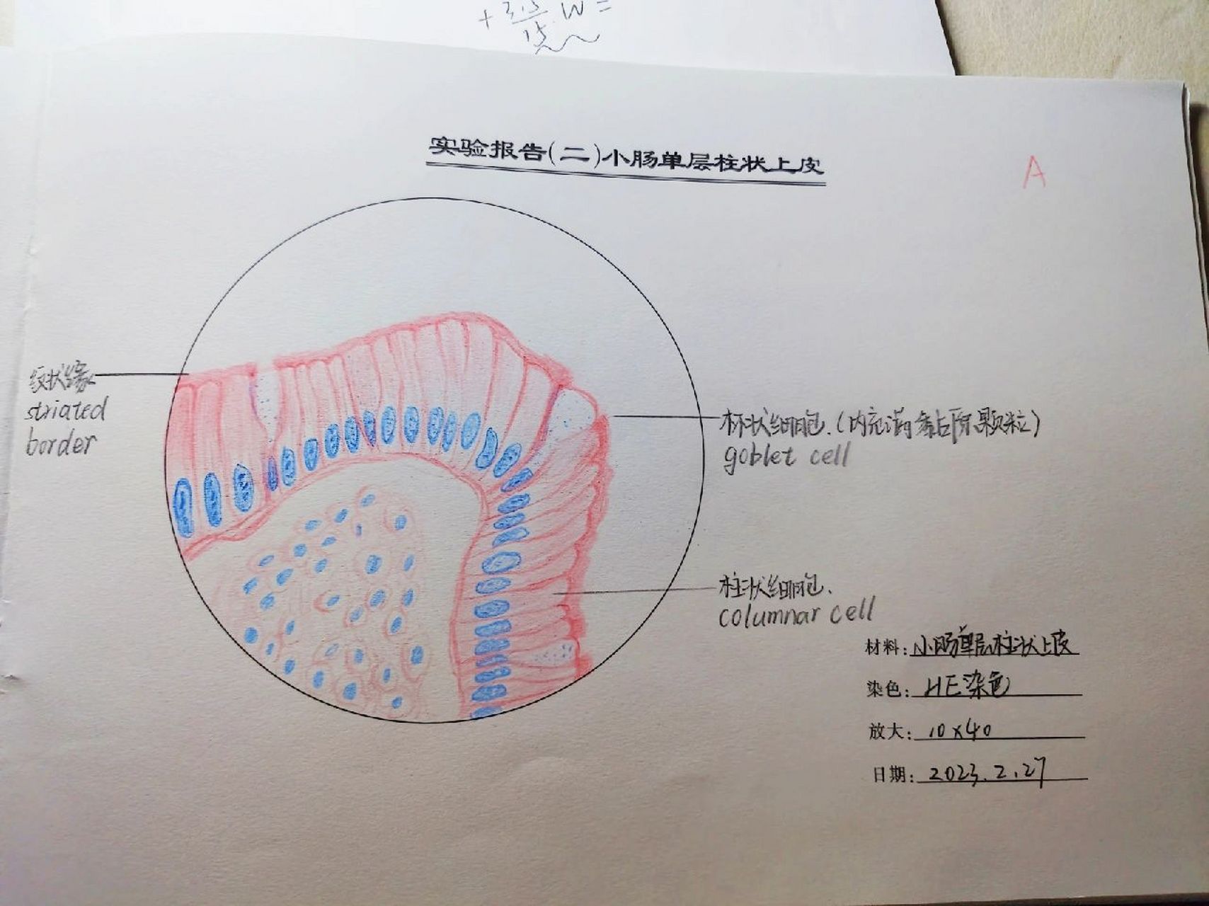 小肠单层柱状上皮红蓝铅笔绘图