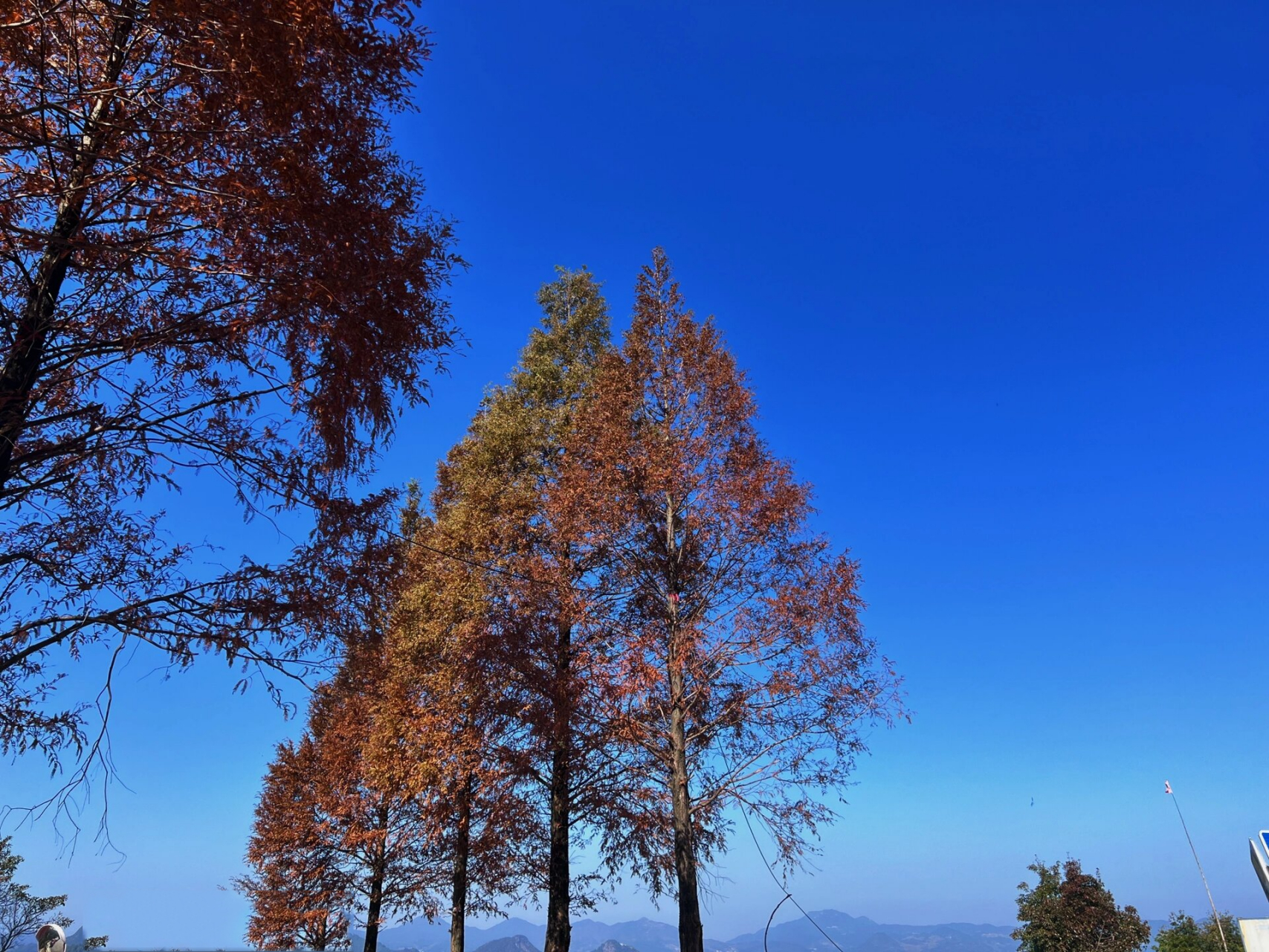 温州|泽雅龙井路上的水杉红啦 最近被这个水杉美景给迷住了,往泽雅开