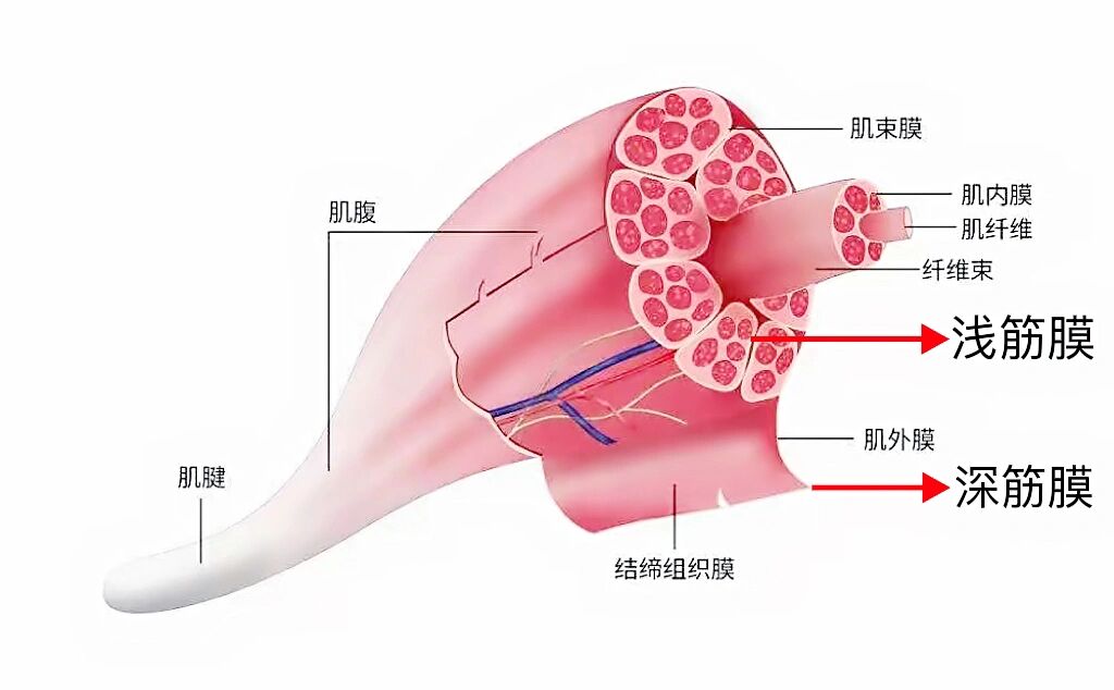 神奇的筋膜松解术 很多人一直在说松解筋膜