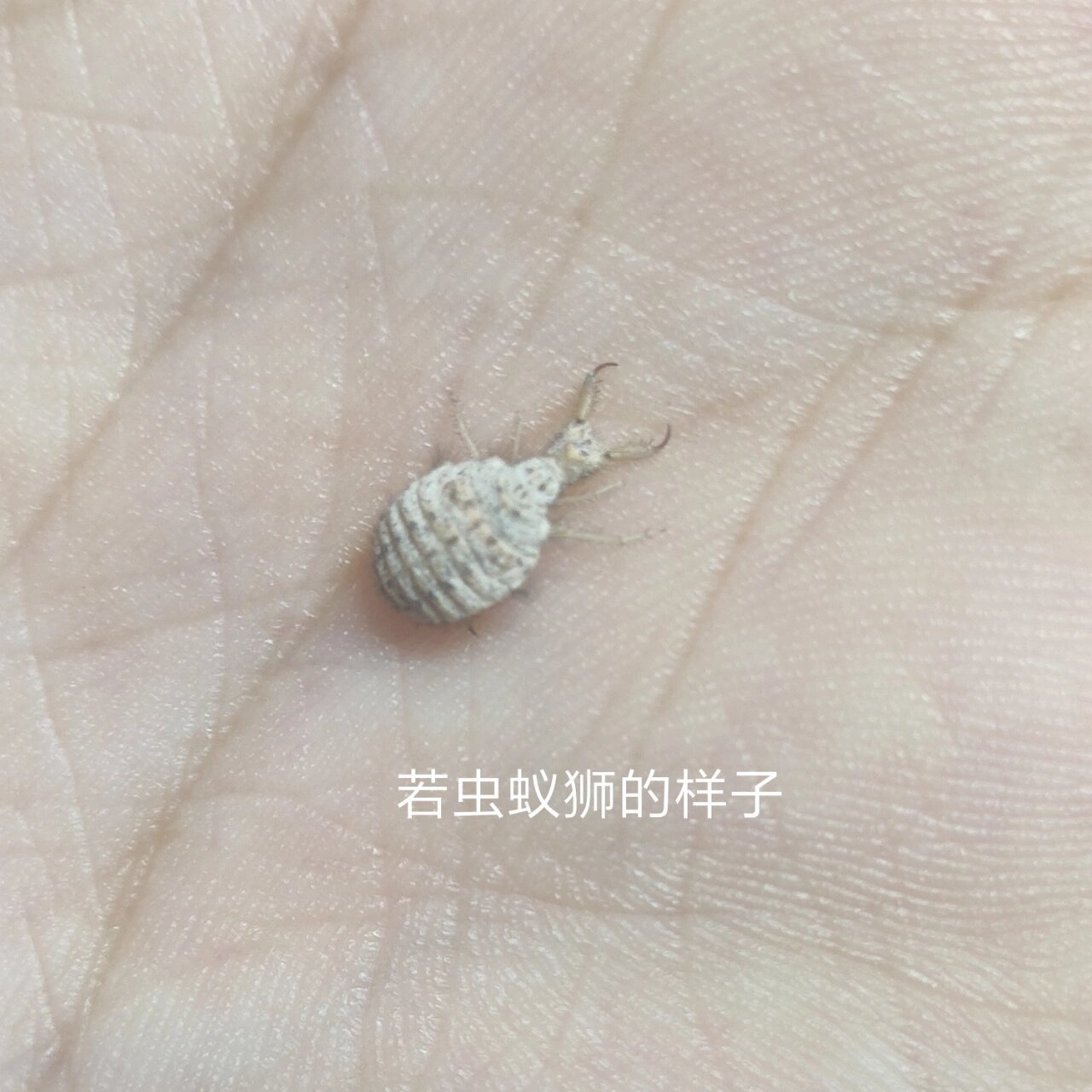 蚁狮的成虫蚁蛉图片