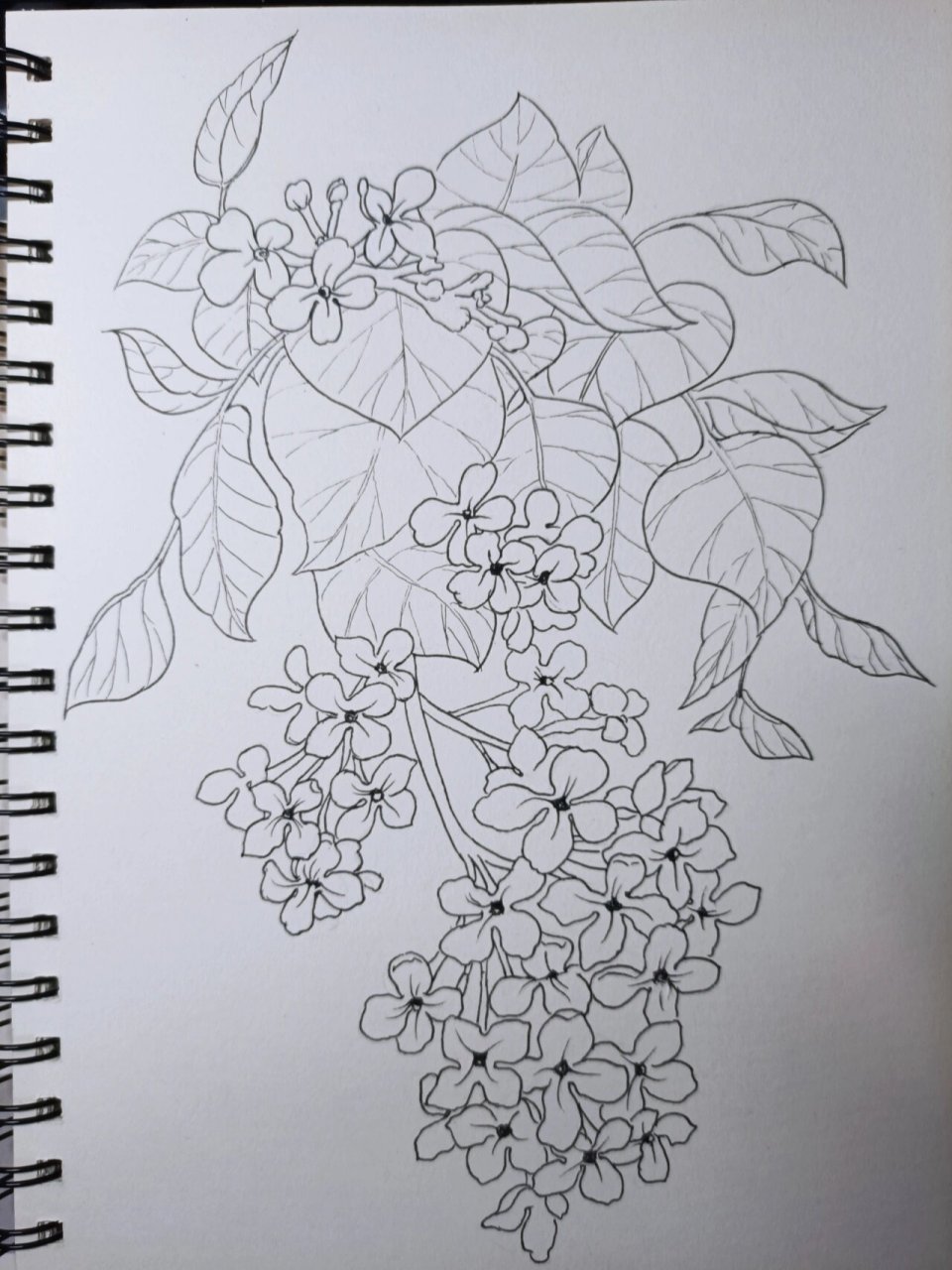 丁香花的简笔画 步骤图片