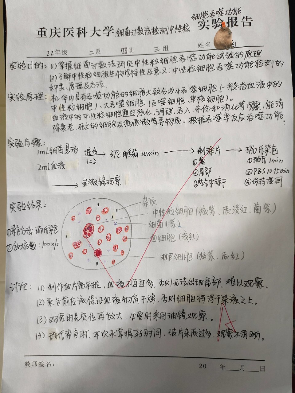 中性粒细胞吞噬图片