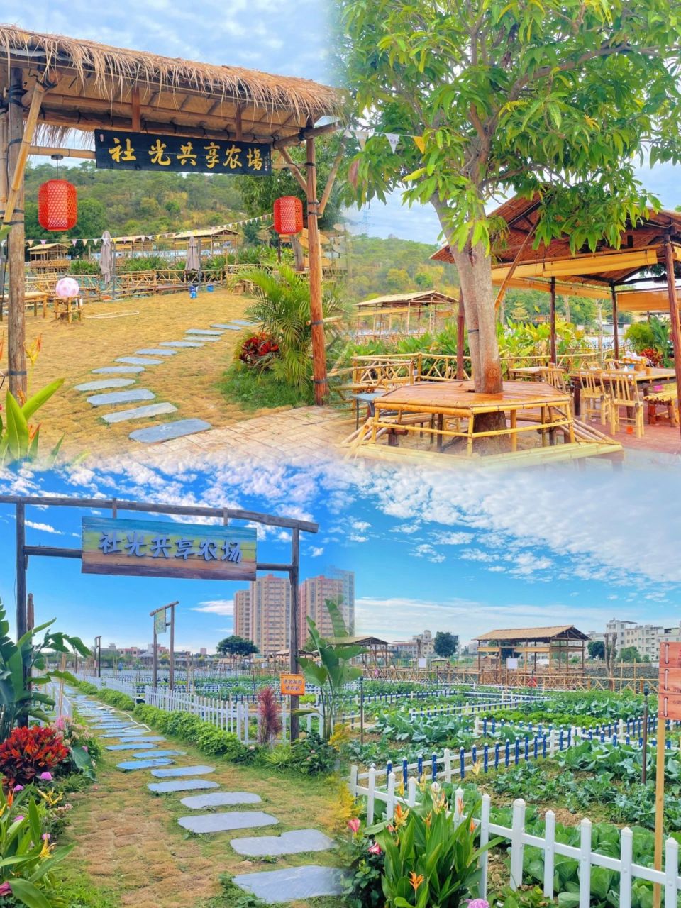 潮州首个新农村"共享菜园" 位置:社光村 有茶座可