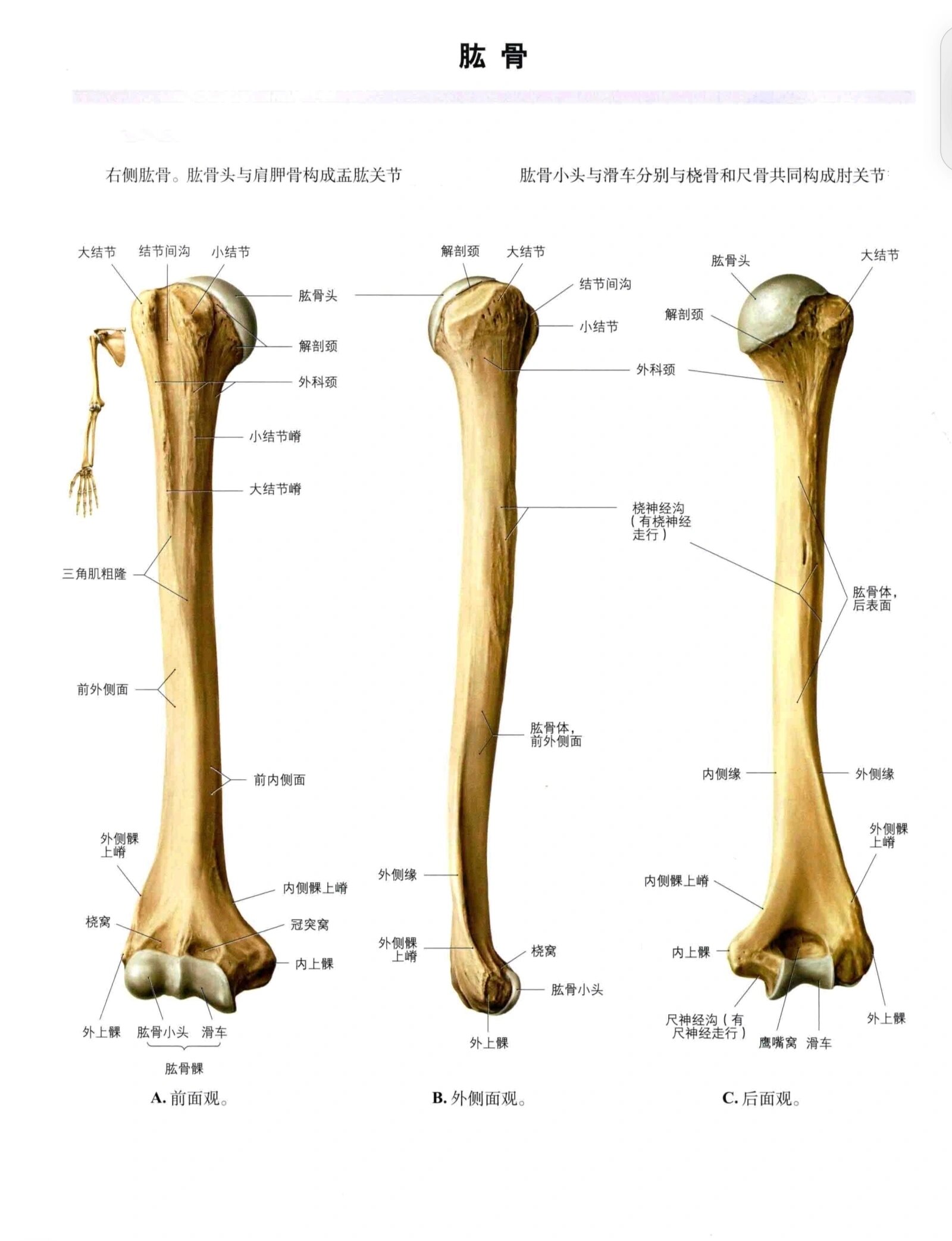 解剖笔记---肱骨 肱骨humerus是典型长骨,分为一体两端.