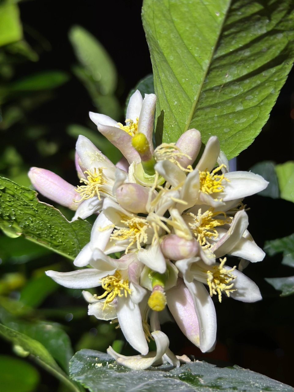 香水柠檬从开花到结果 香水柠檬从开花到结果 3月22号开花,9月24号