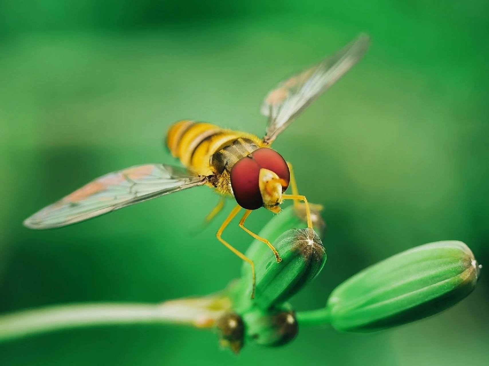 微距下的食蚜蝇 食蚜蝇(学名:syrphidae)属于节肢动物门,昆虫纲,有翅