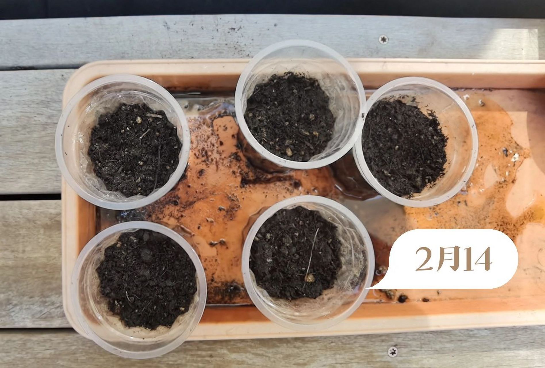 在新西兰种冰草啦～ 冰草种子果然是迷你到得用放大镜才看的到.