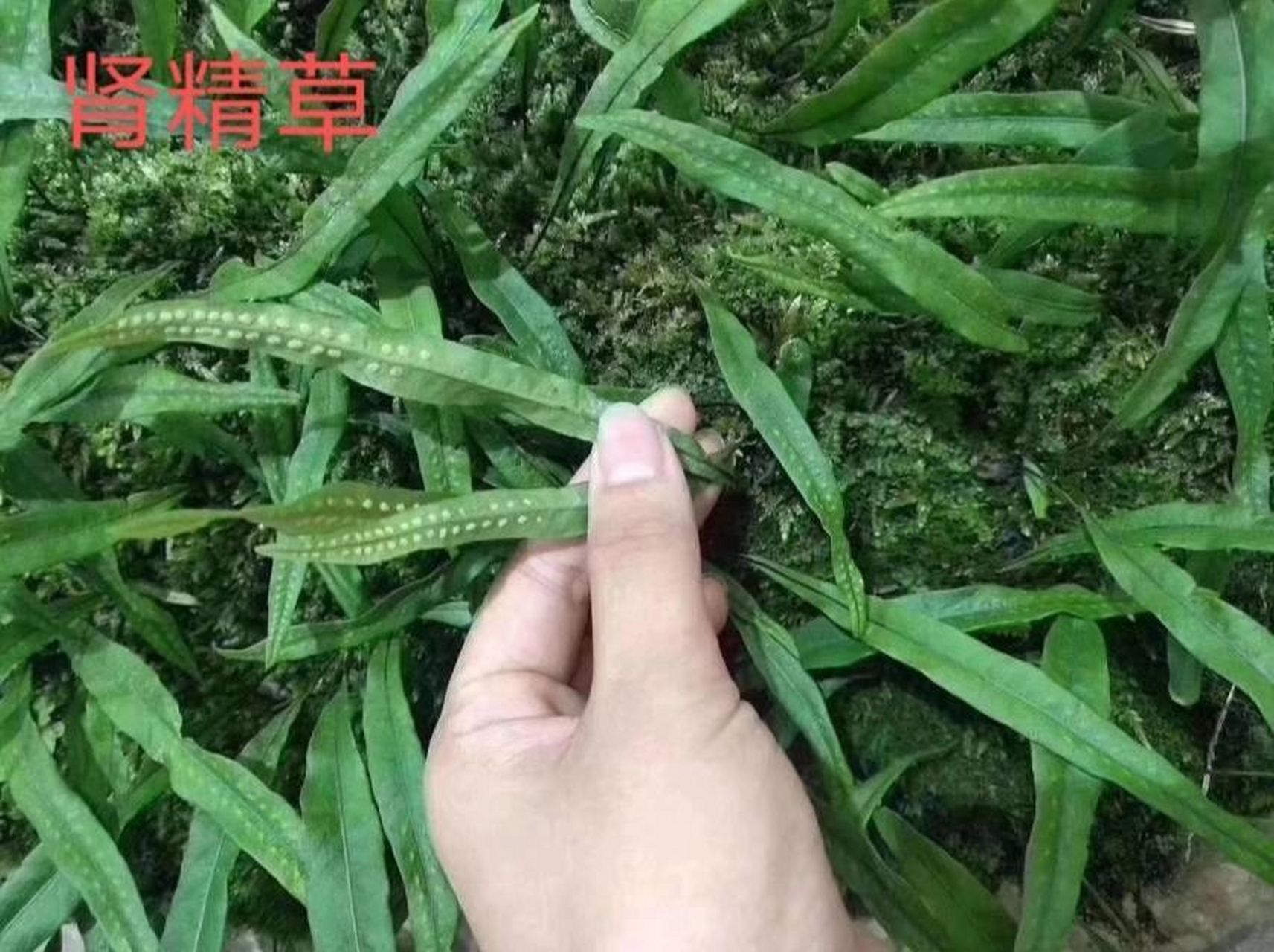 肾精草 长白山上第一草,肾精草,长在悬崖峭壁上