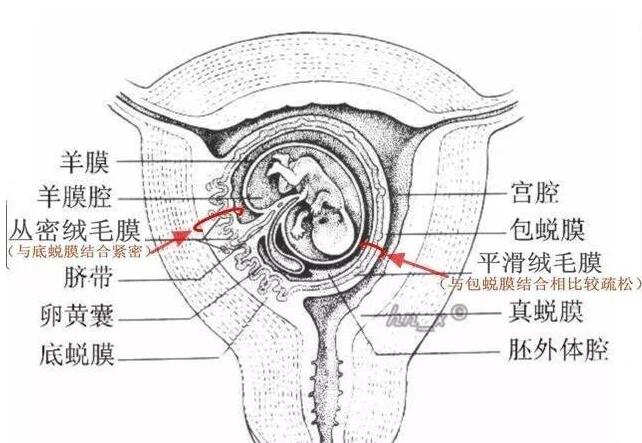 妇产科知识学习打卡719915(绒毛膜羊膜炎 看过前面帖子的朋友