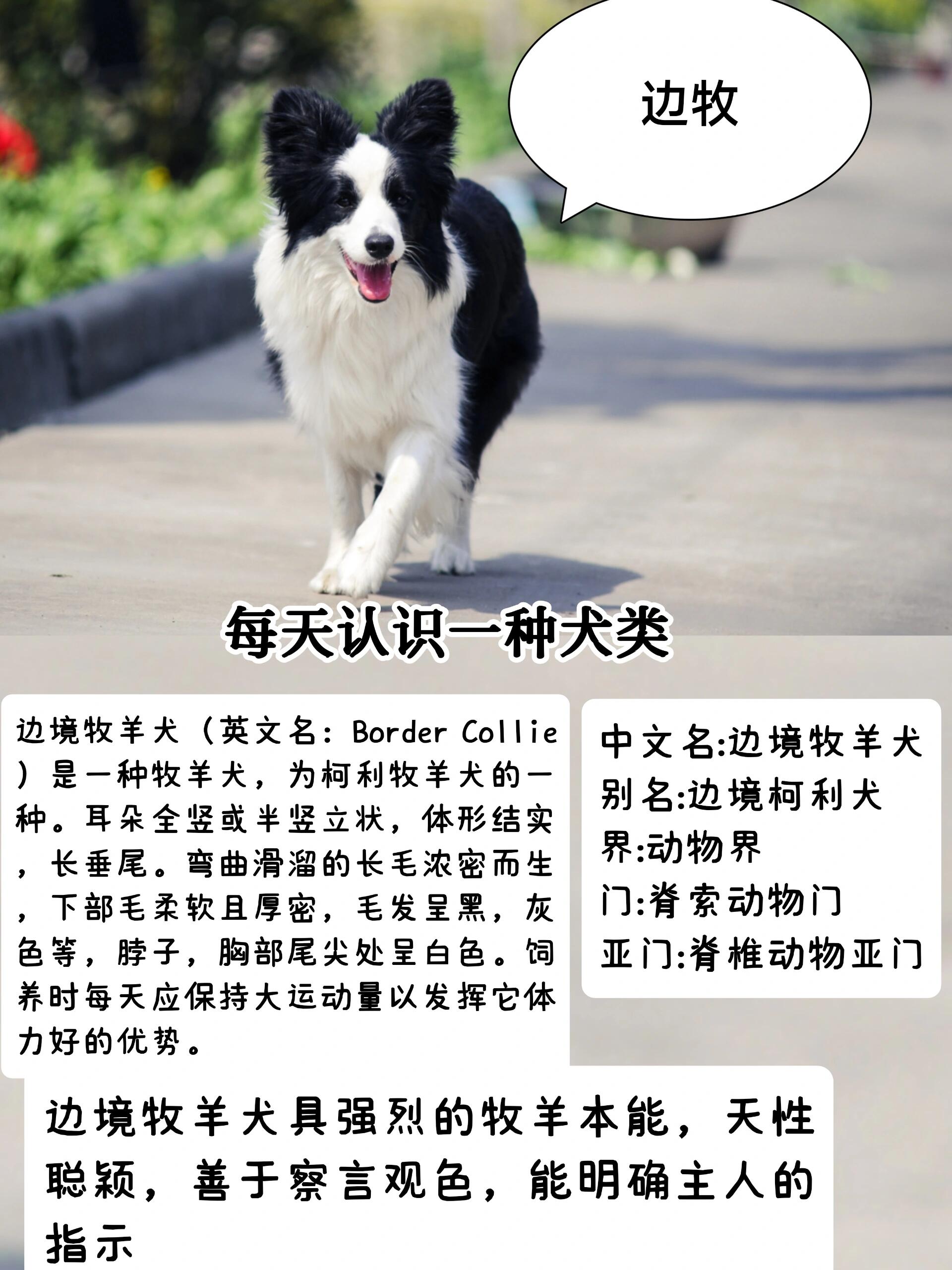 边牧犬多少钱一只图片