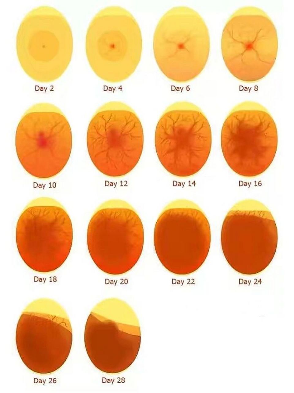 14天照蛋图图片