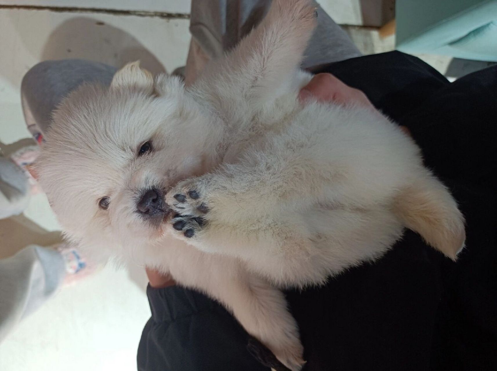 比熊博美的混血儿 太可爱了 天天都控制不住rua她