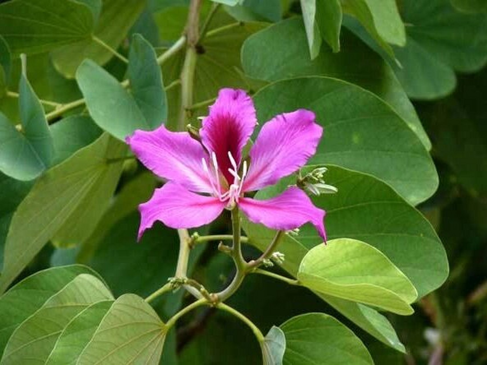 紫荆花 紫荆花:中药名.为豆科植物紫荆cercis chinensis bunge的花.