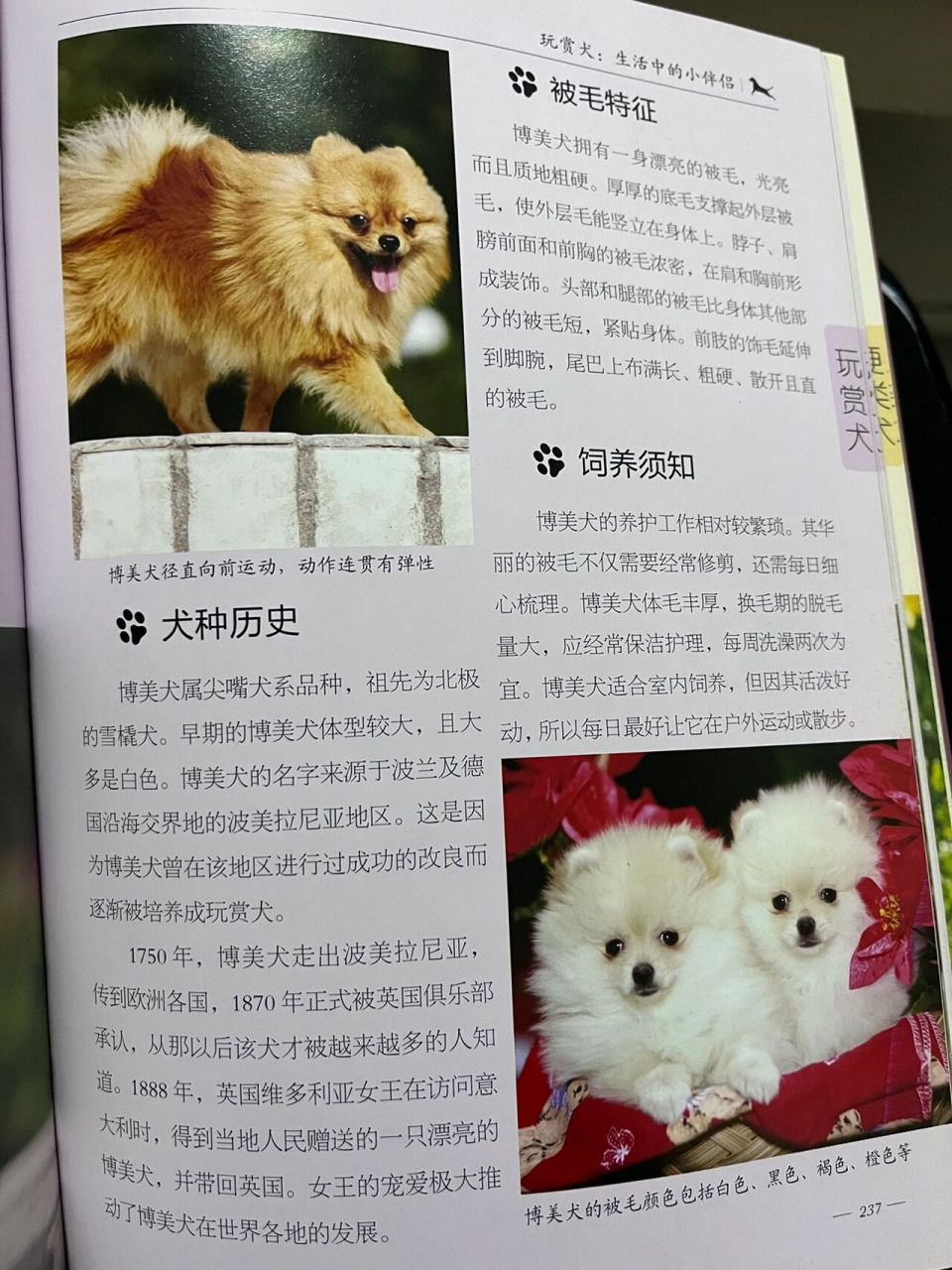 哈多利博美犬多少钱图片