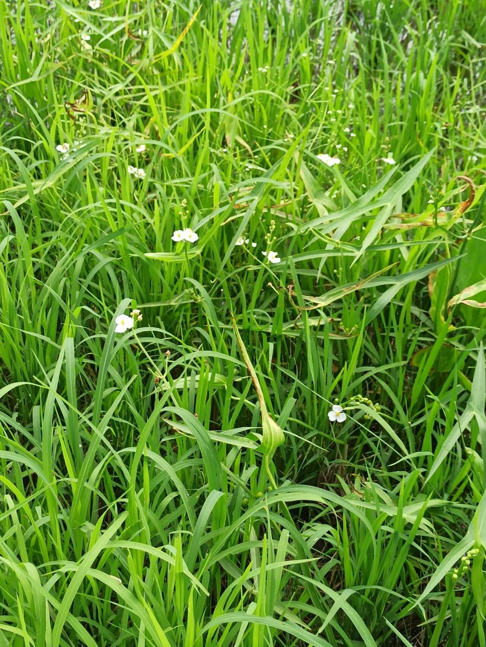 别名:慈姑,水慈姑,三脚剪 花语:永恒的爱恋,纯粹丶永结同心,高贵卜膊