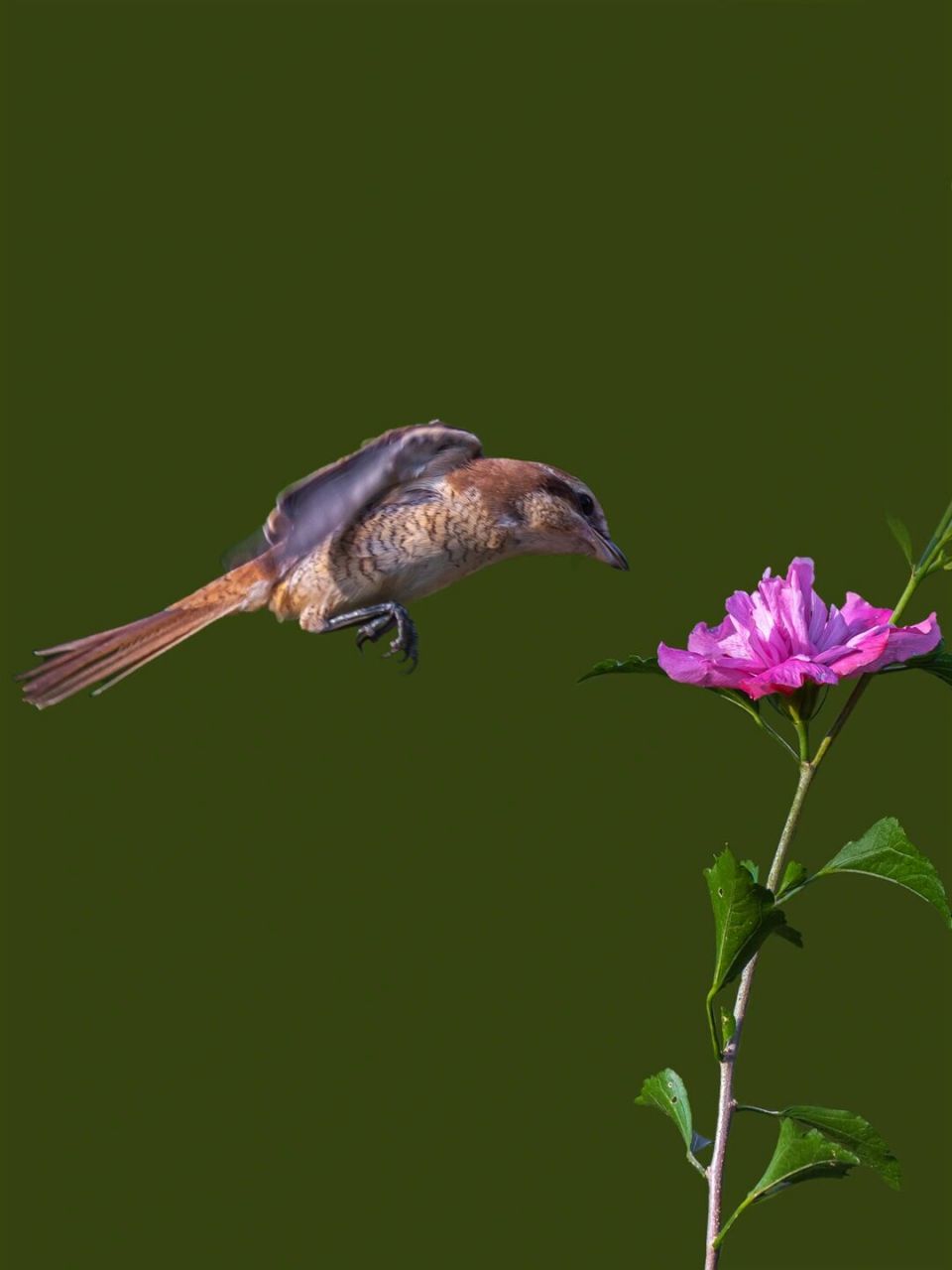 鸟类图鉴|红尾伯劳(未成鸟) 这篇笔记是前面笔记《猜猜这是什么鸟》的