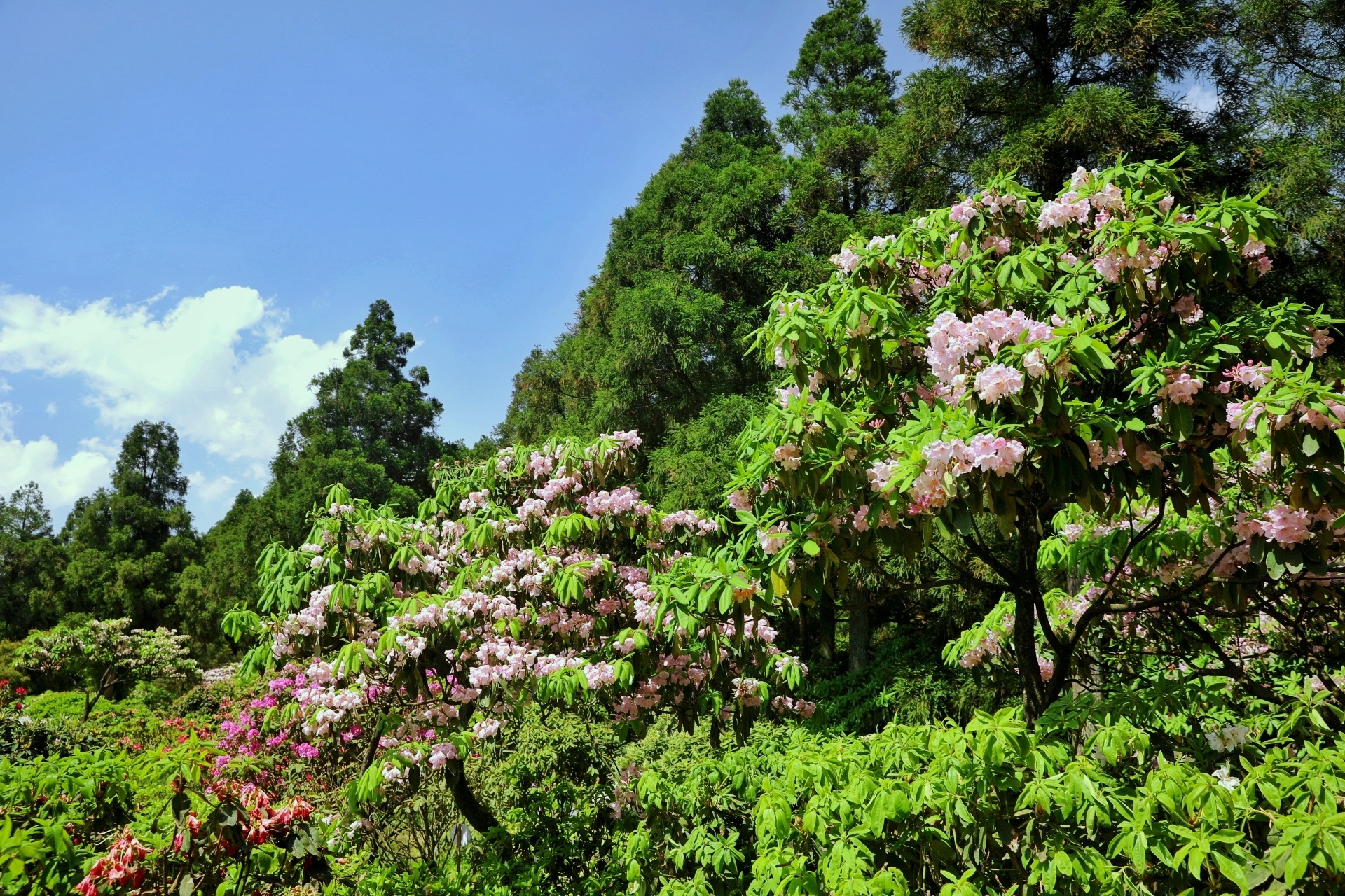 天台|一年仅去一次,华顶千年高山云锦杜鹃 你以为杜鹃只在四月份盛开