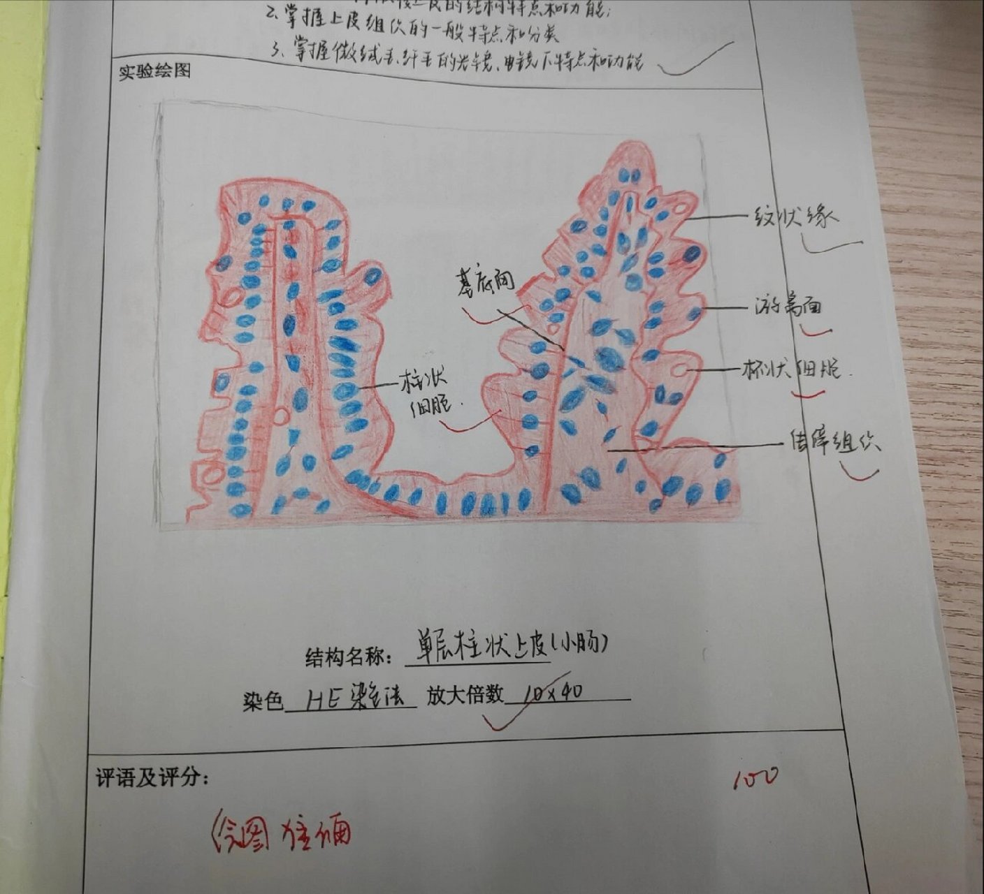 组织学与胚胎学—单层柱状上皮 红蓝铅笔绘图:单层柱状上皮(小肠)he