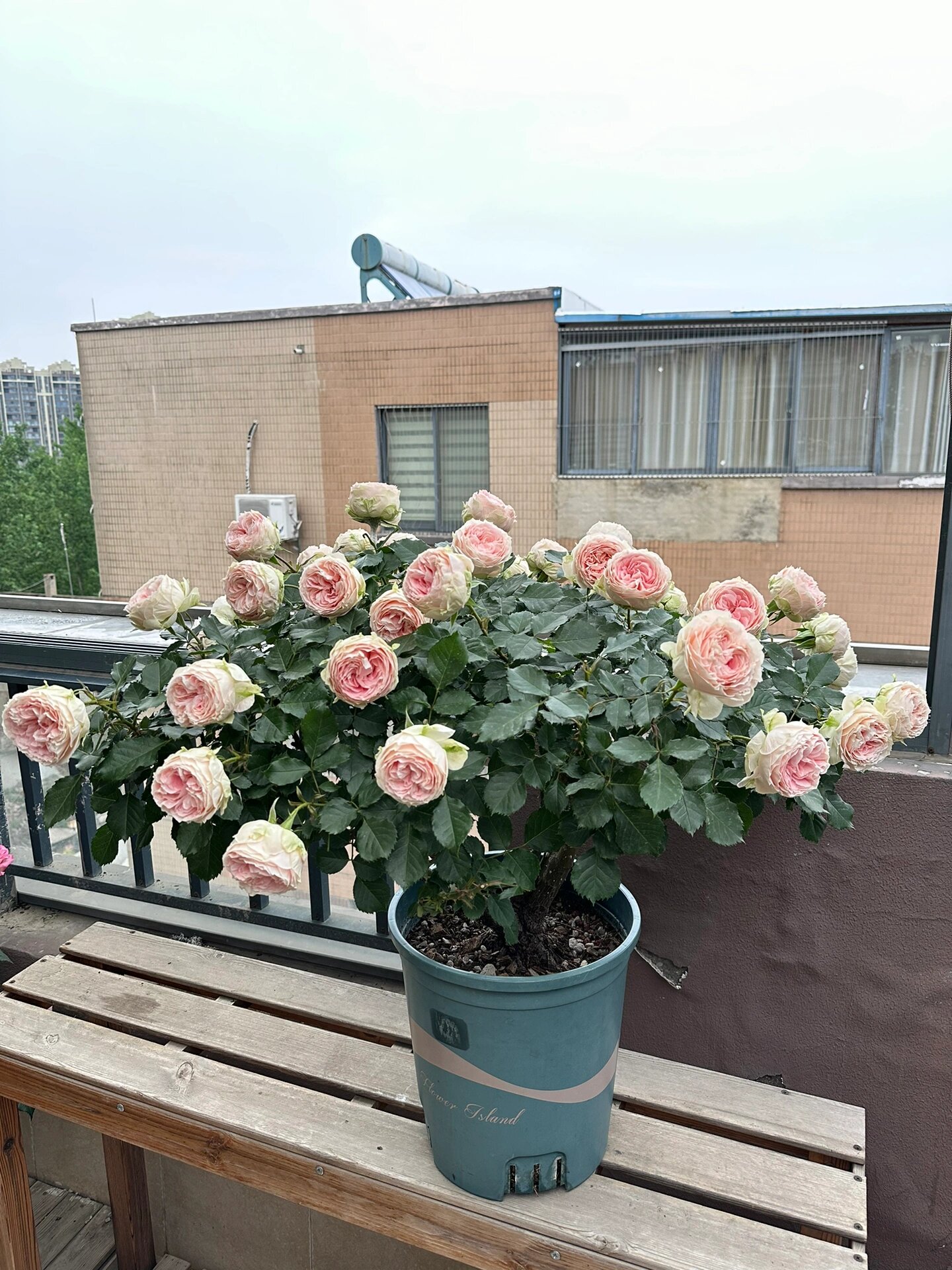 月季绒球门廊 不同时期的绒球门廊,微月里的"粉龙"