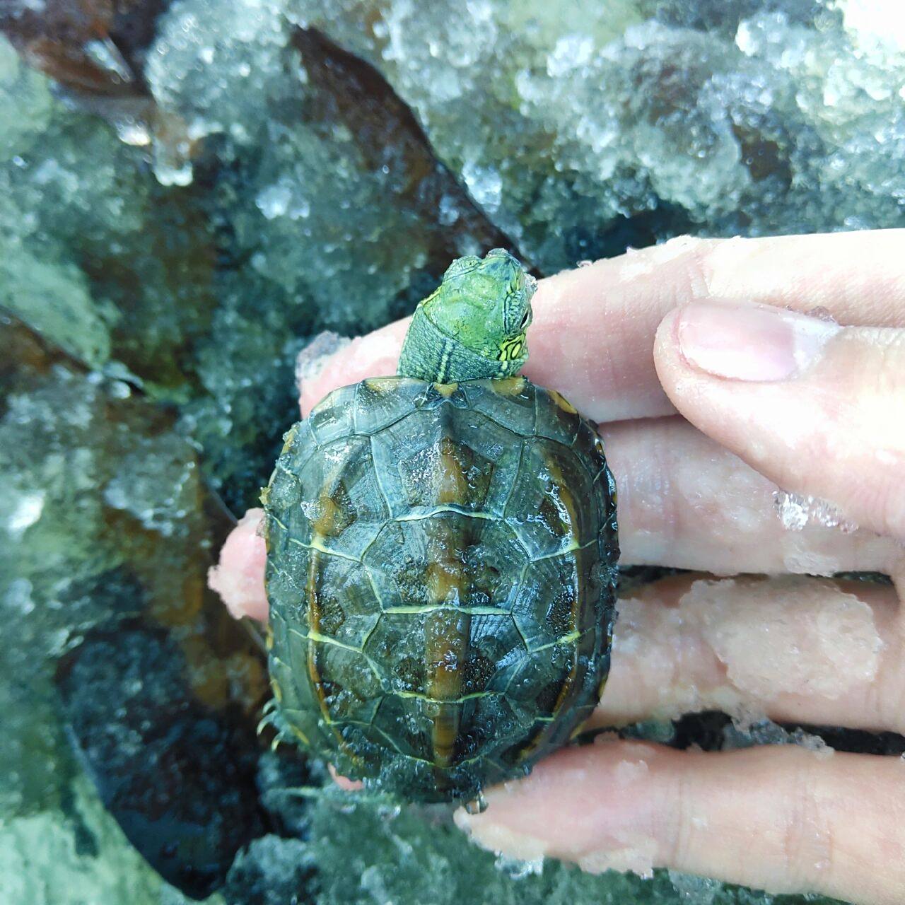绿头草龟,真的是草龟喔～ 冬眠之后壳的颜色明显深了许多 你们心心