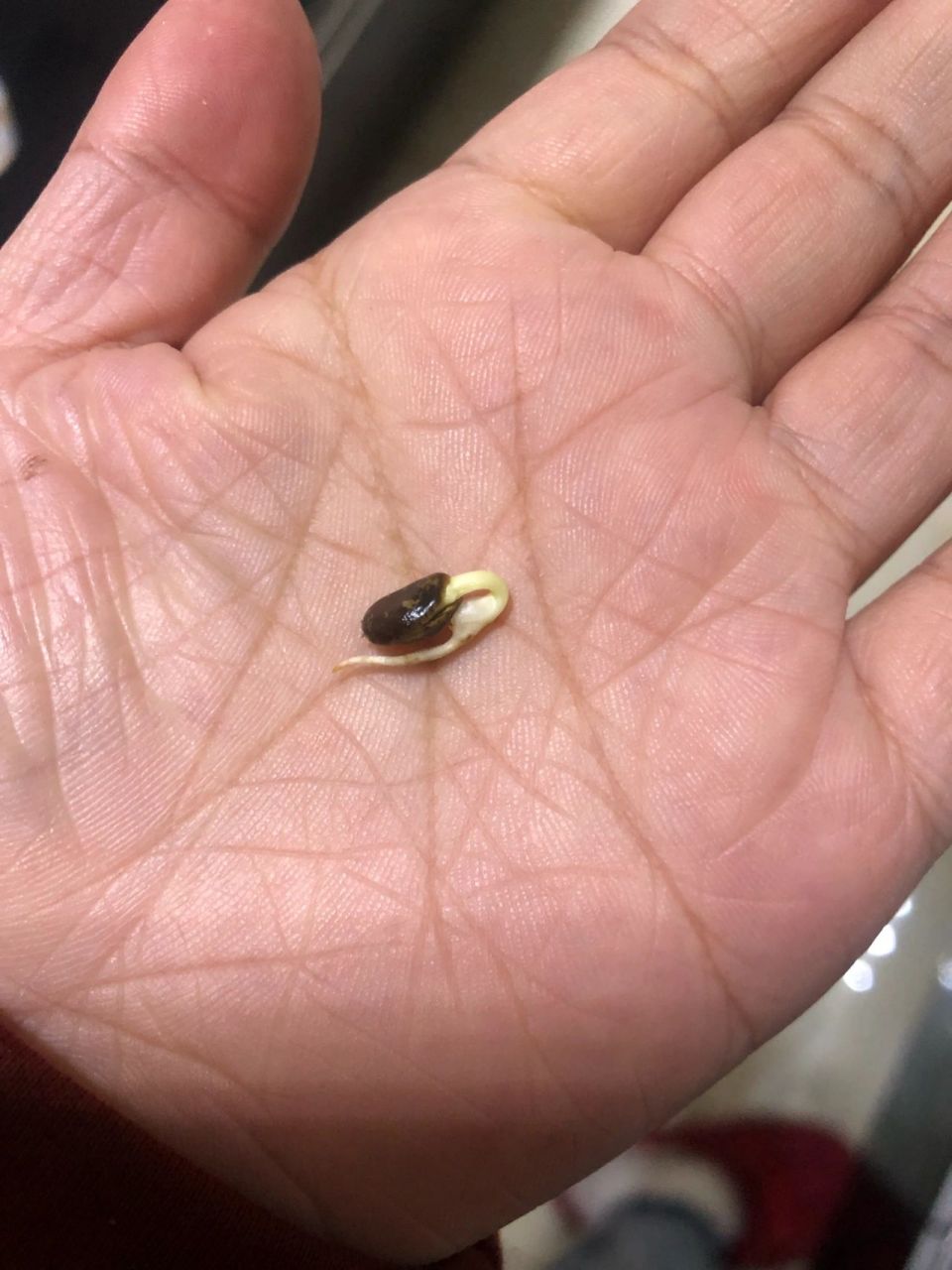 手捻小葫芦种植 育苗期 阳台种葫芦 这是从4月底催芽到今天的葫芦涨势