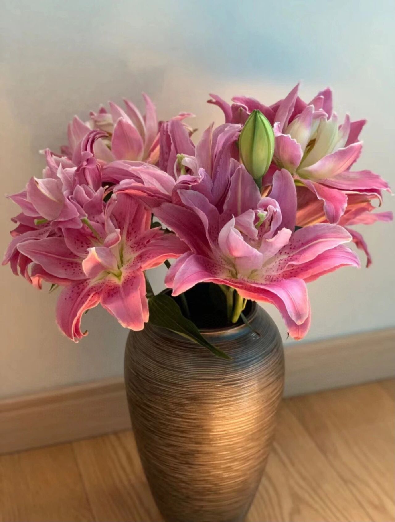 重瓣百合|紫莲花 品质好,花苞大,易开放!