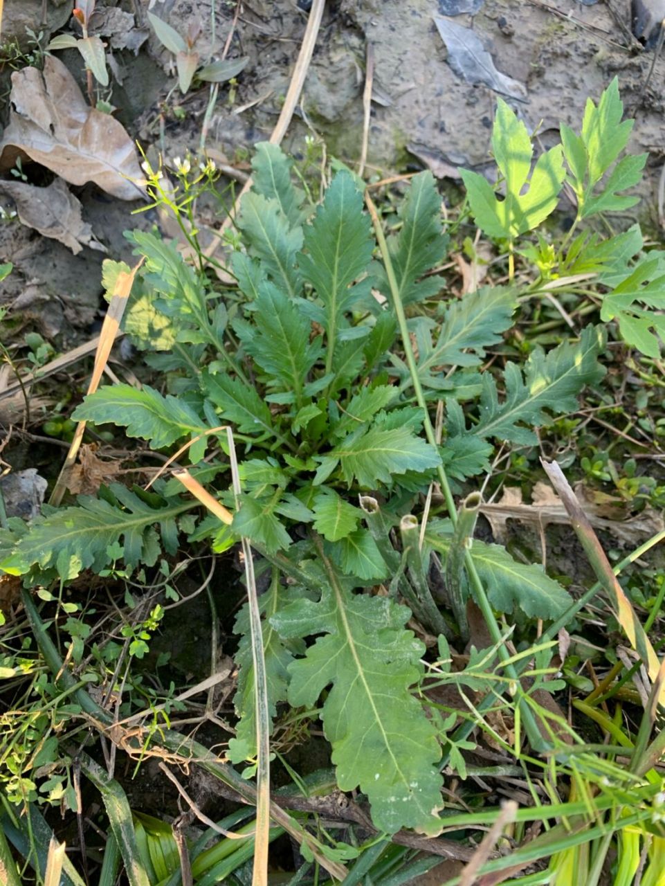 (我们老家叫地菜) 闻起来也不怎么香,记得国内的荠菜是有一股香味的