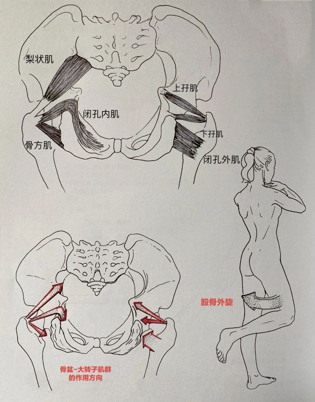 髋关节的六块深层肌肉形成的一个肌群,止于股骨大转子