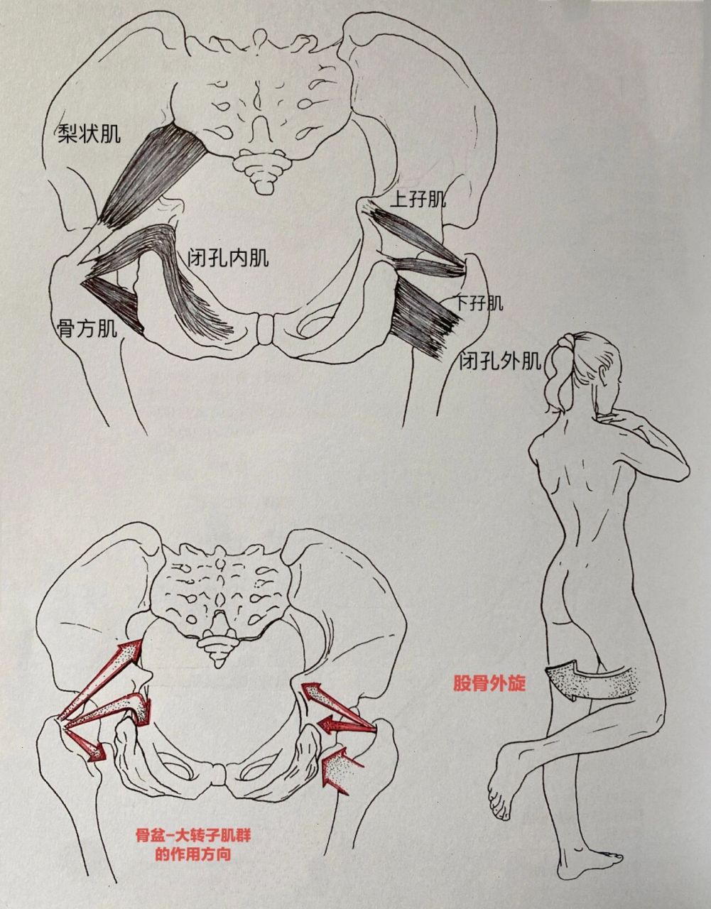 大转子的准确位置图图片